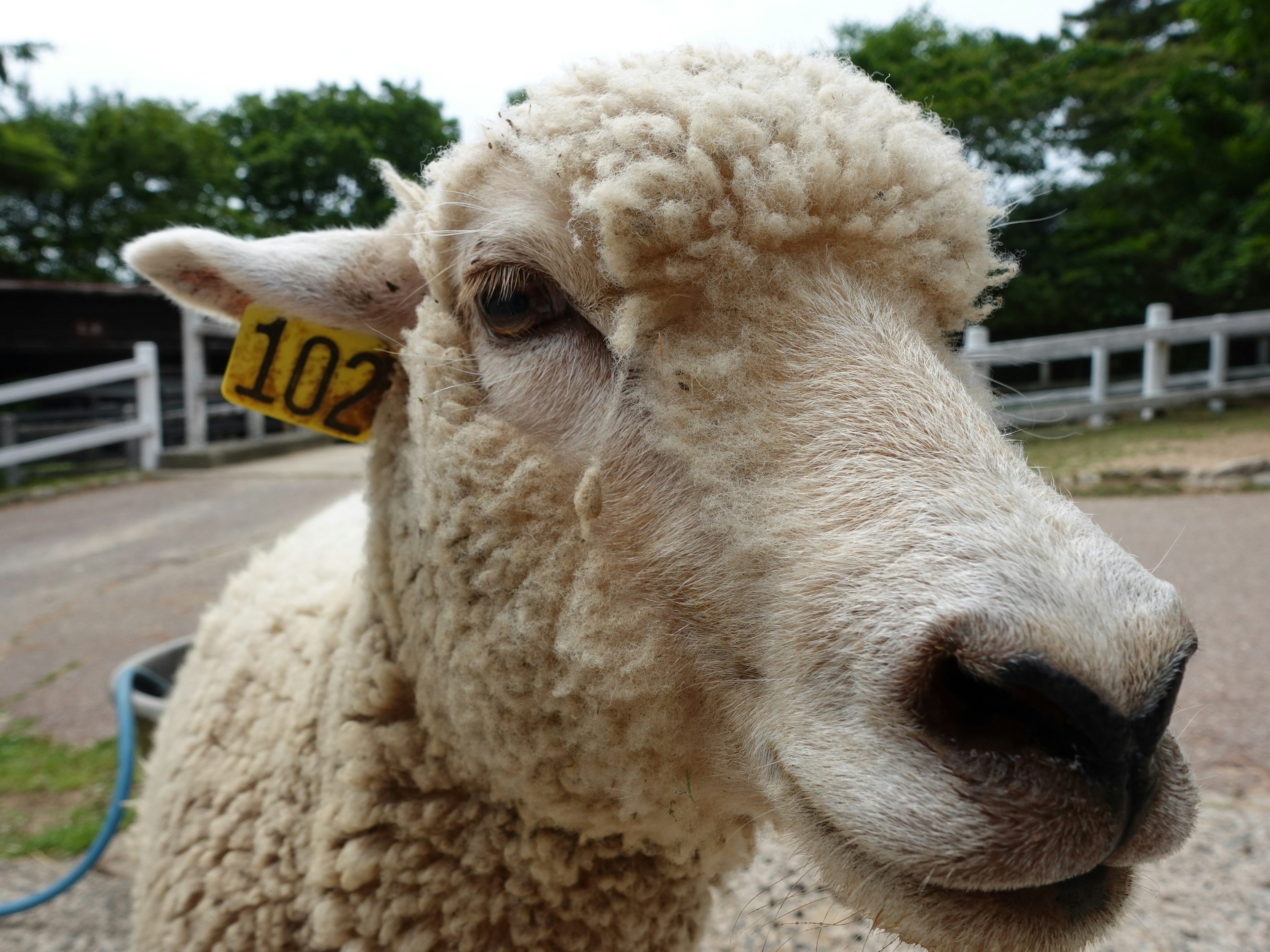 Close-up of a white sheep with tag number 102 on its ear