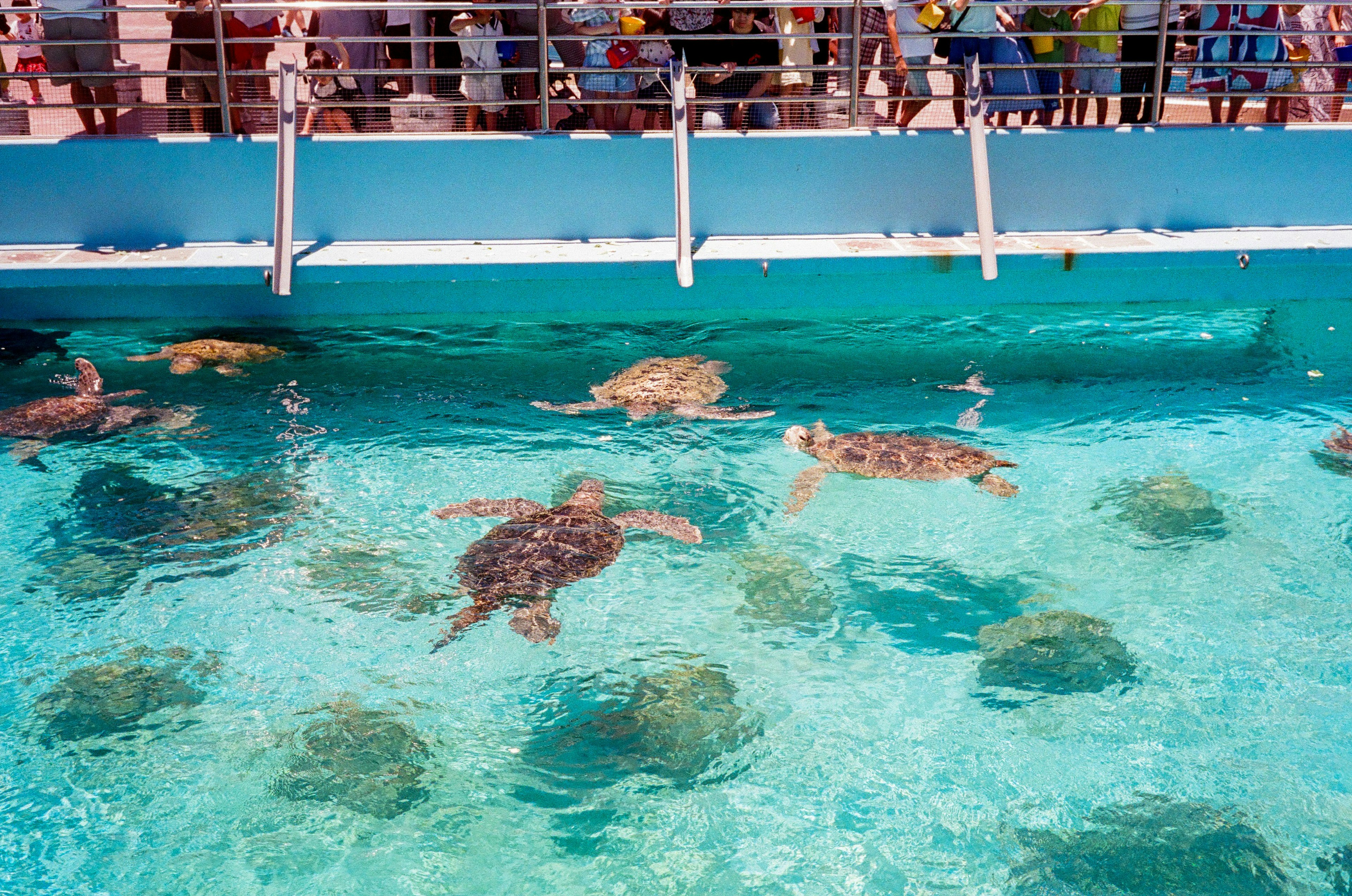 Meeresschildkröten schwimmen in einem blauen Tank mit Zuschauern darüber