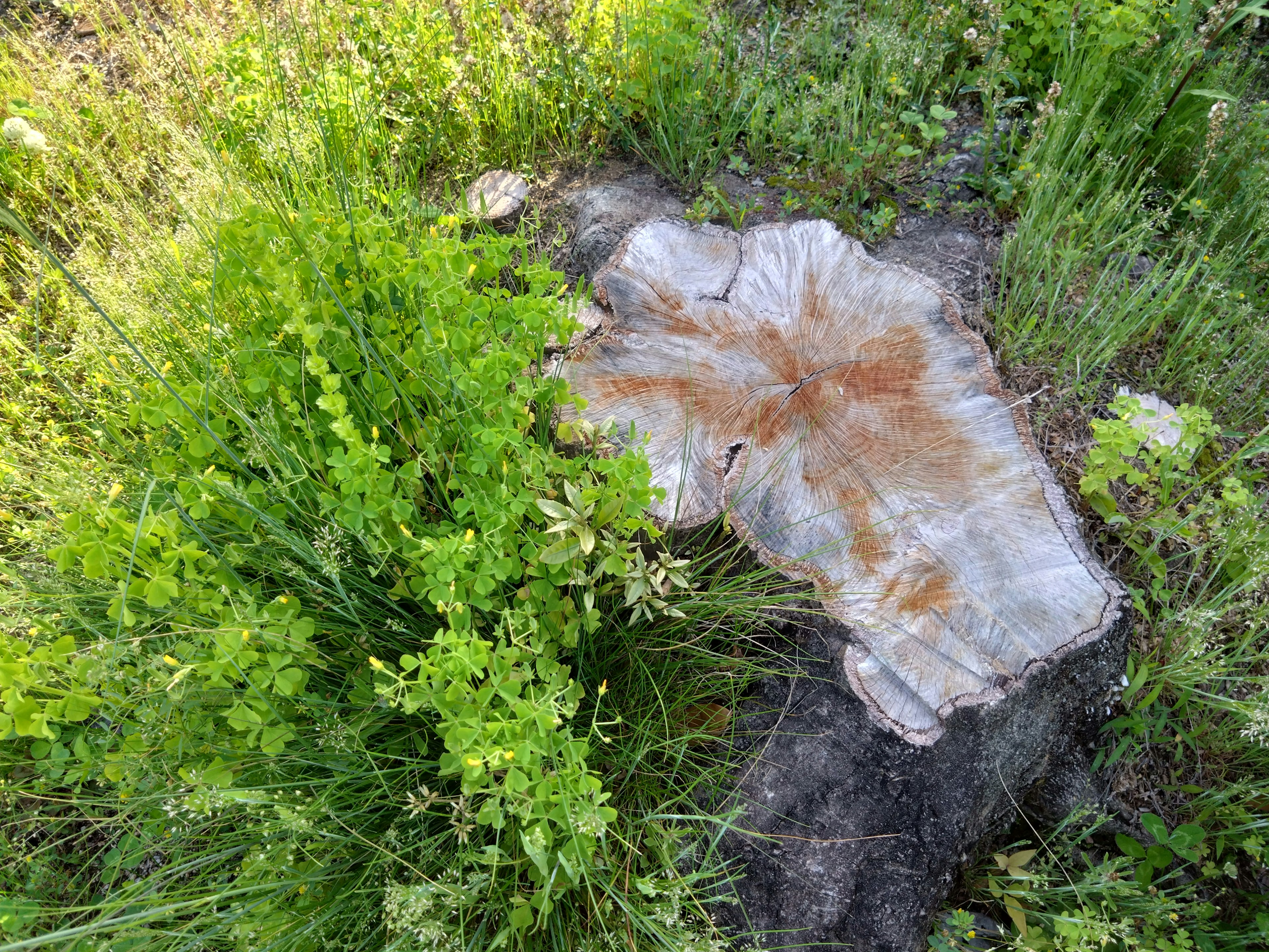 Tocón de árbol rodeado de hierba verde mostrando los anillos de crecimiento