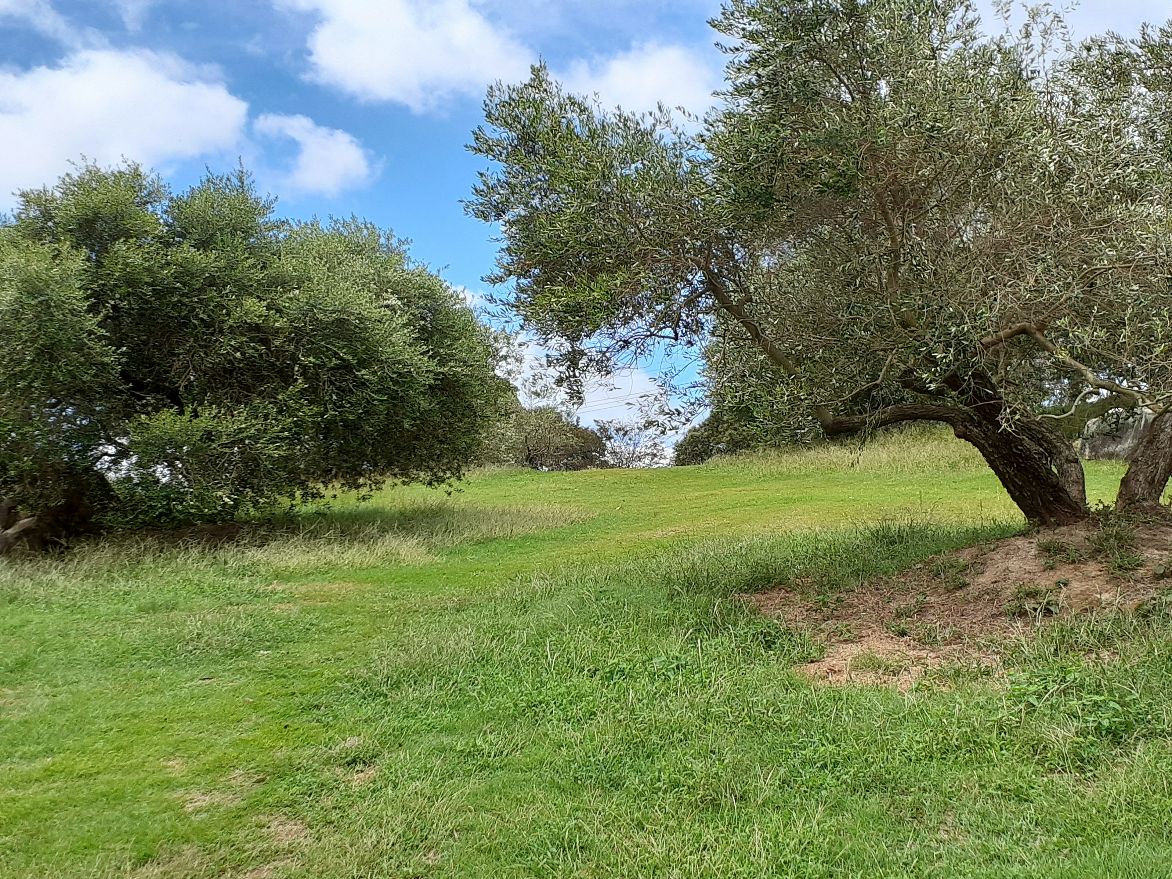 Landschaft mit Olivenbäumen auf grünem Gras unter blauem Himmel