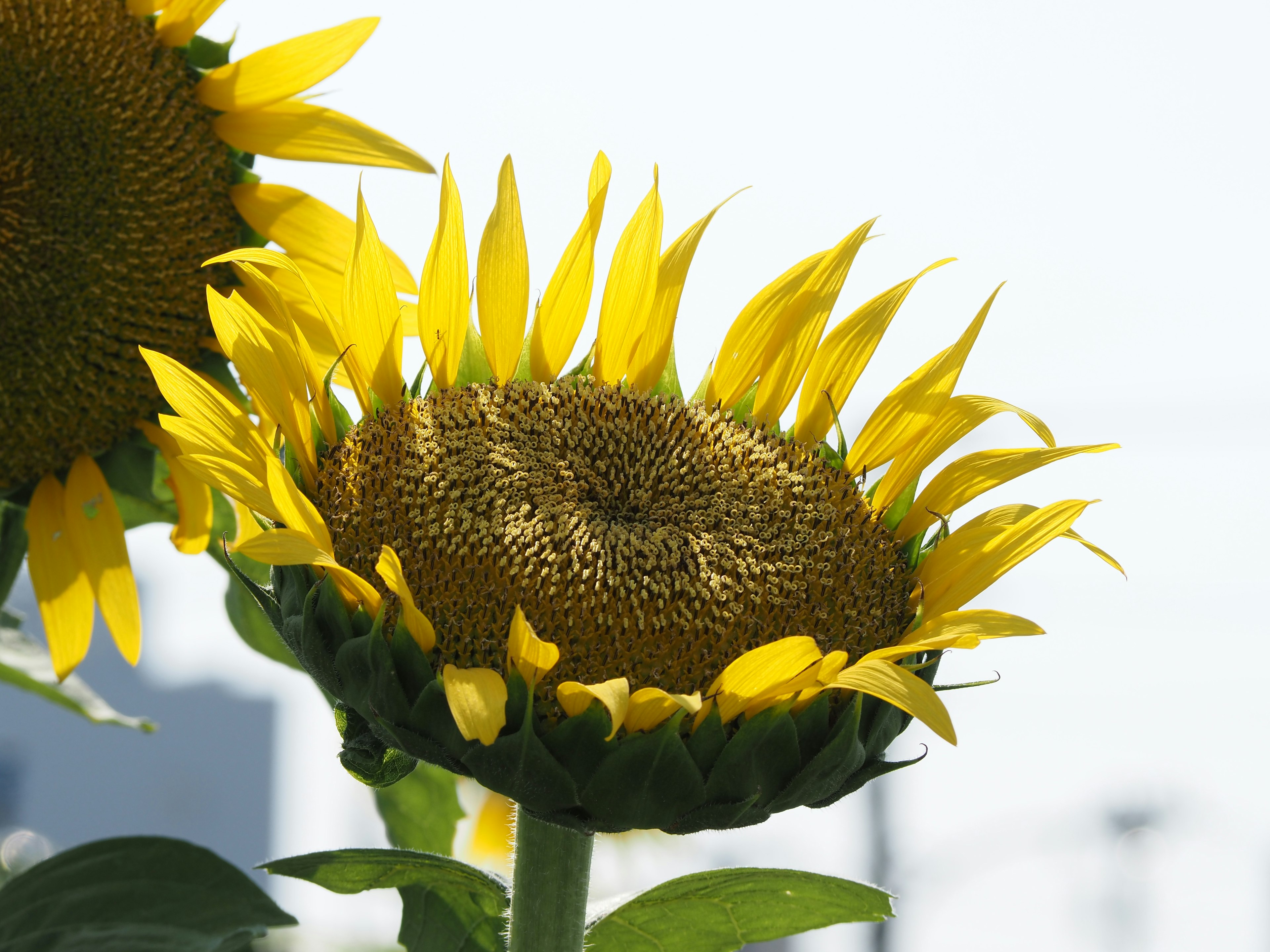 Un tournesol en pleine floraison montrant des pétales jaunes vifs et un centre de graines texturé