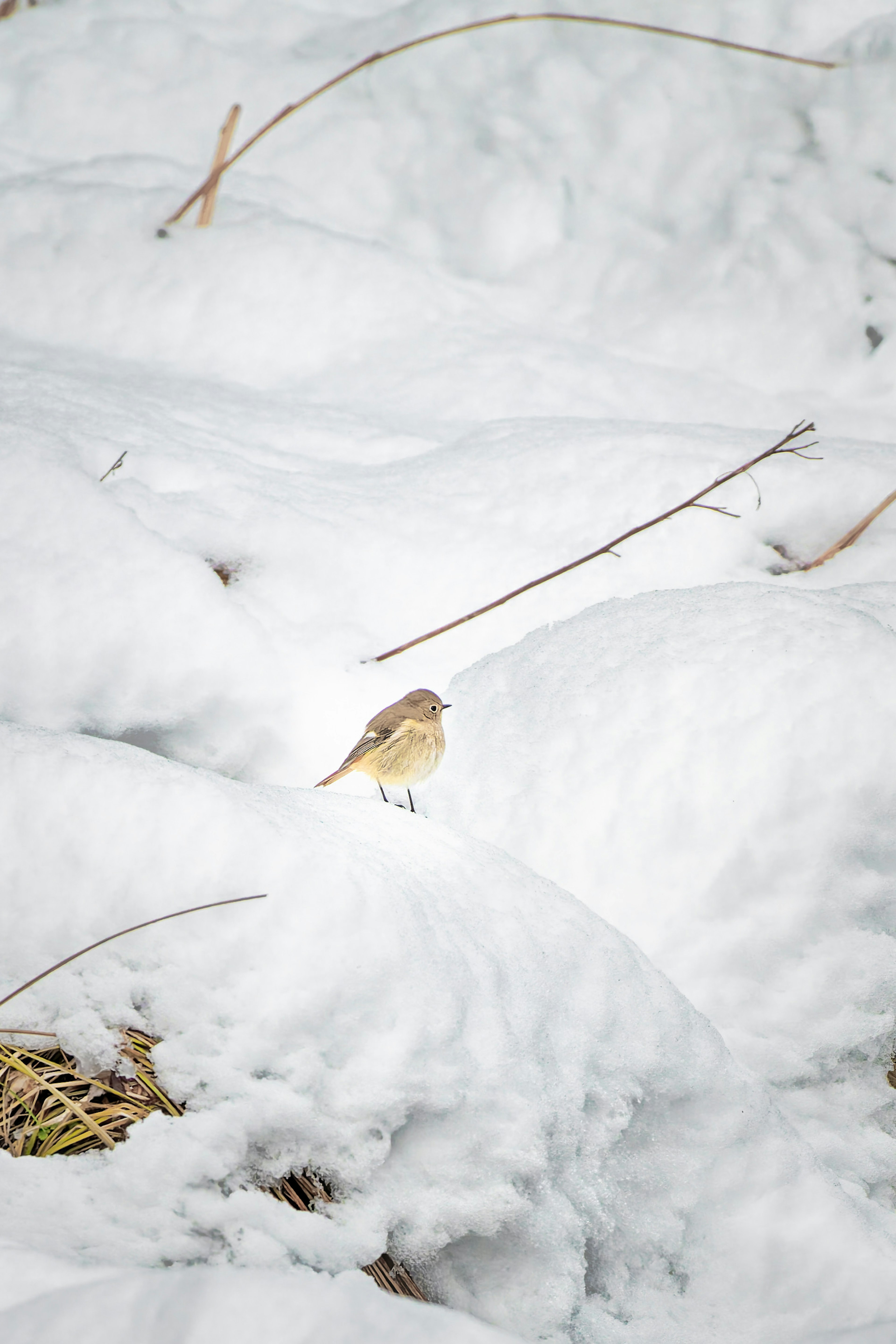 Un pequeño pájaro en la nieve blanca