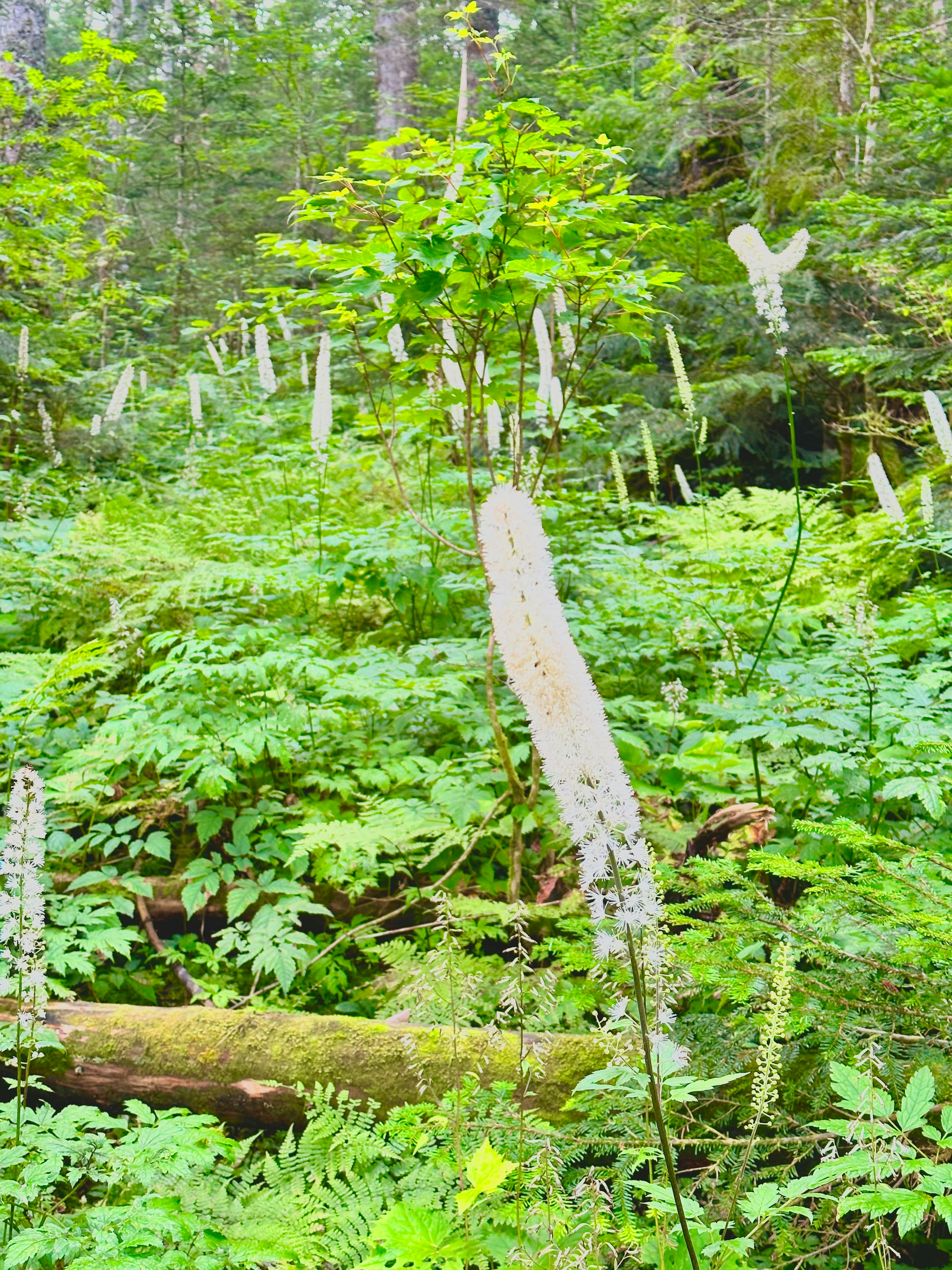 被绿色植物包围的森林场景，树干挺立