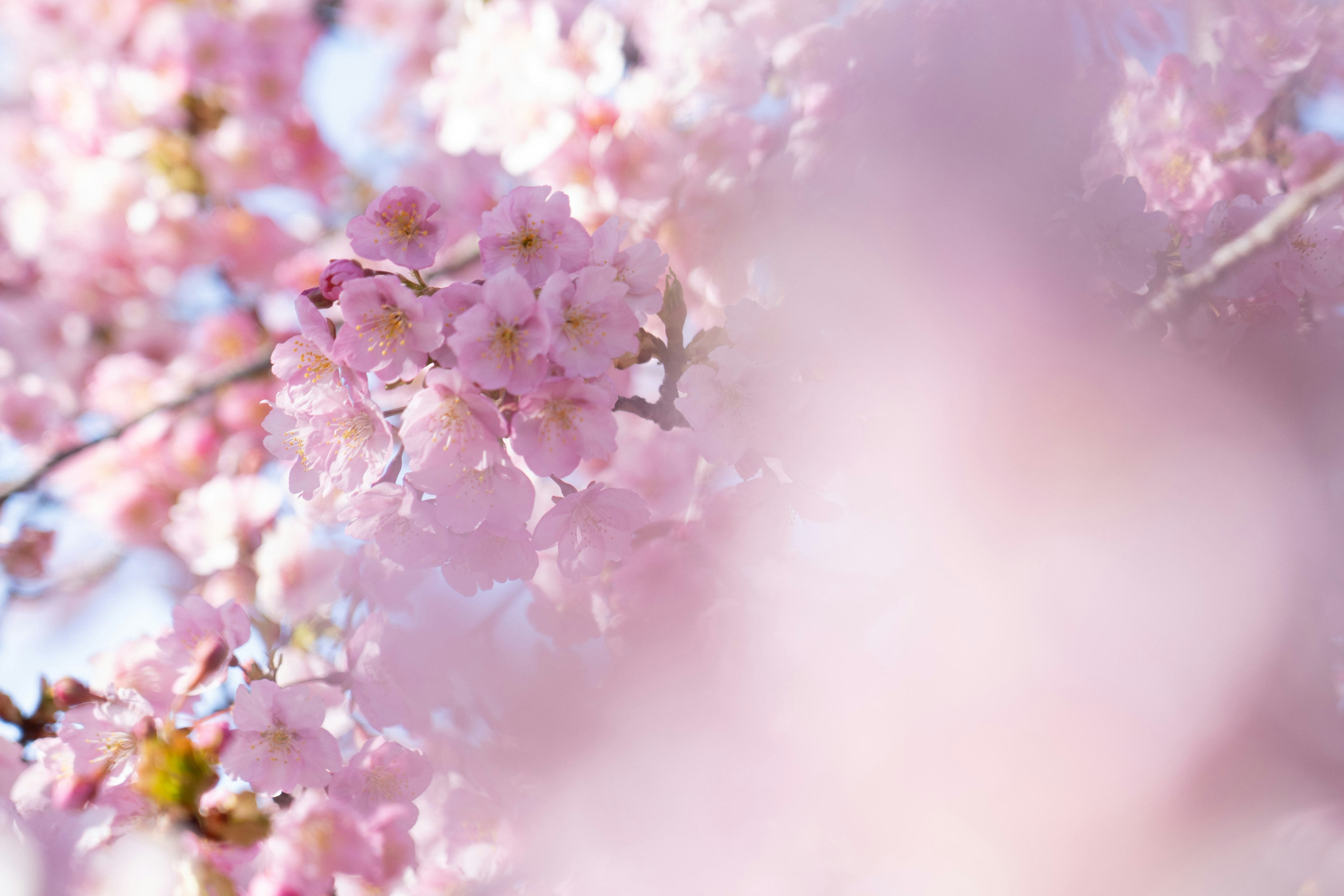 Flores de cerezo en flor en suaves tonos rosados