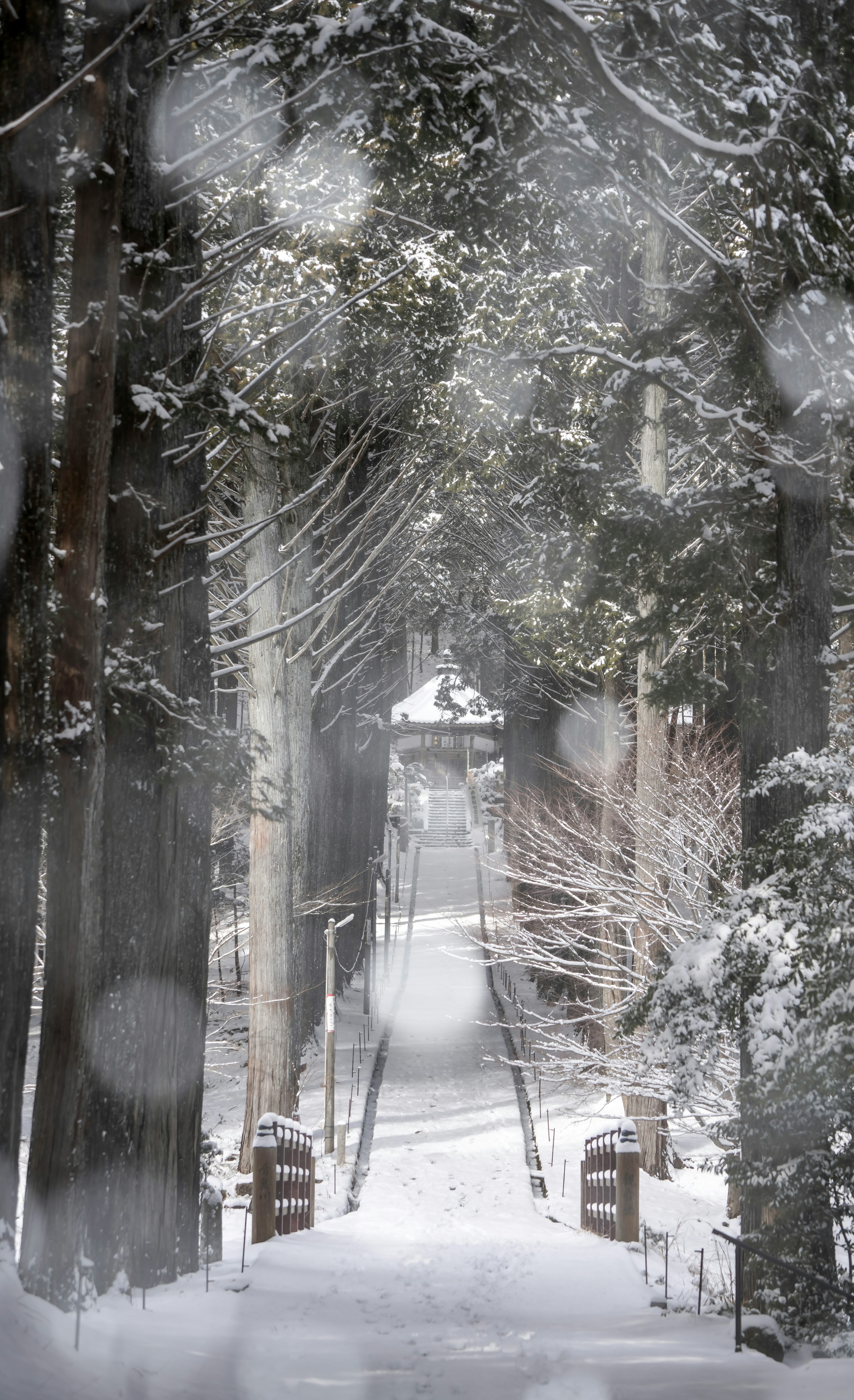 雪に覆われた森の小道が奥へ続く風景