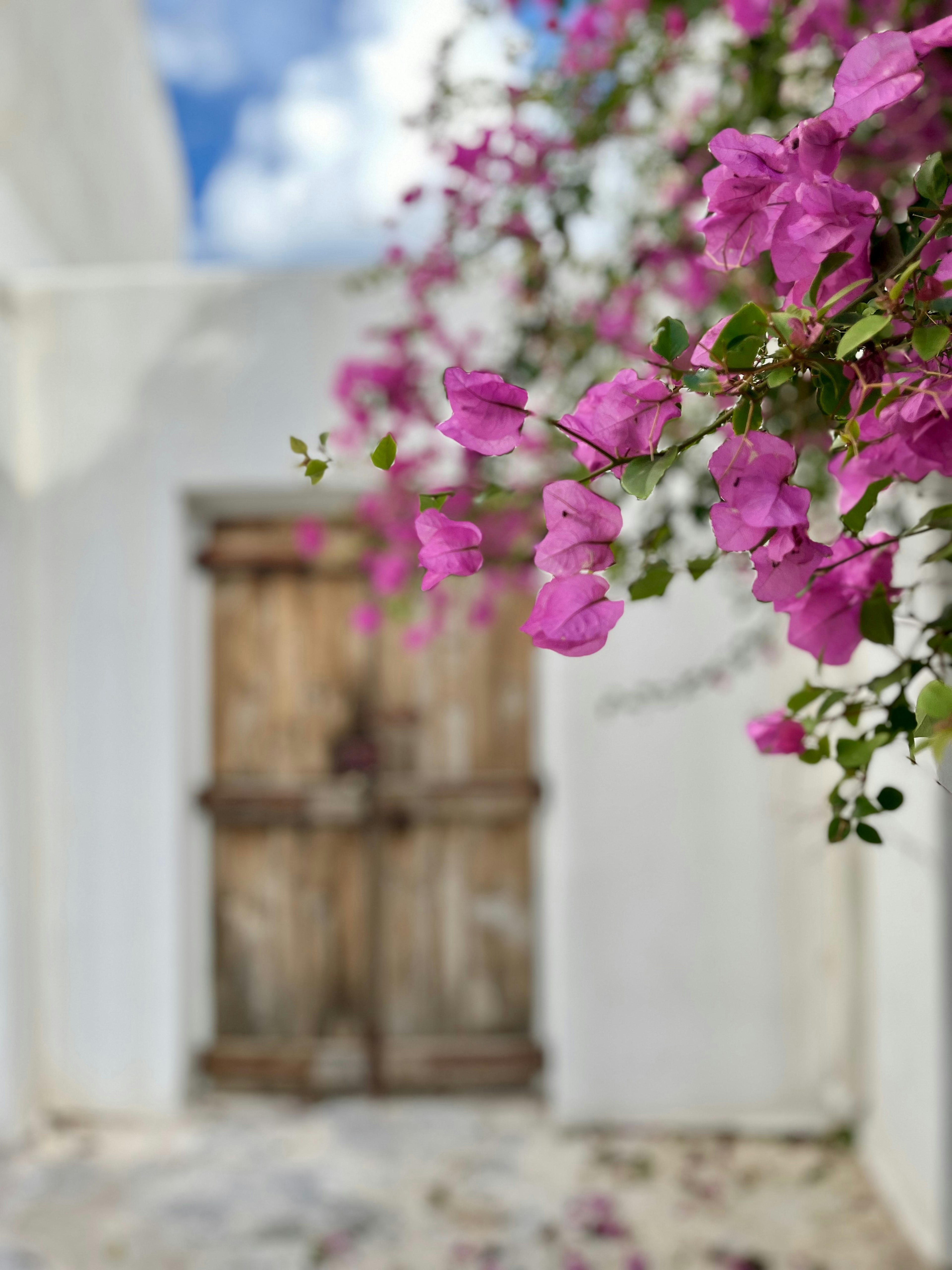 Old wooden door surrounded by white walls and vibrant pink bougainvillea flowers