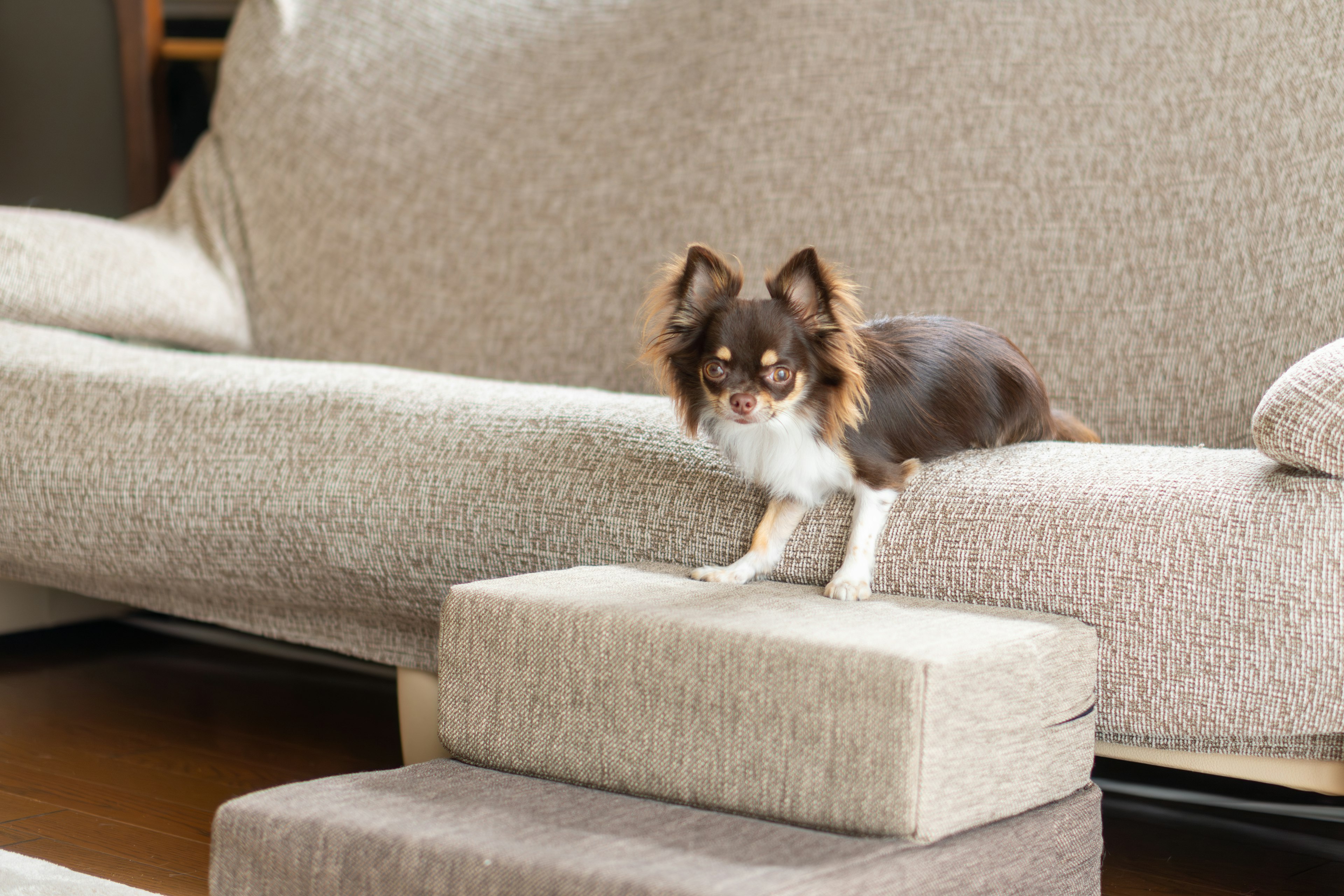 Chihuahua nâu ngồi trên ghế sofa