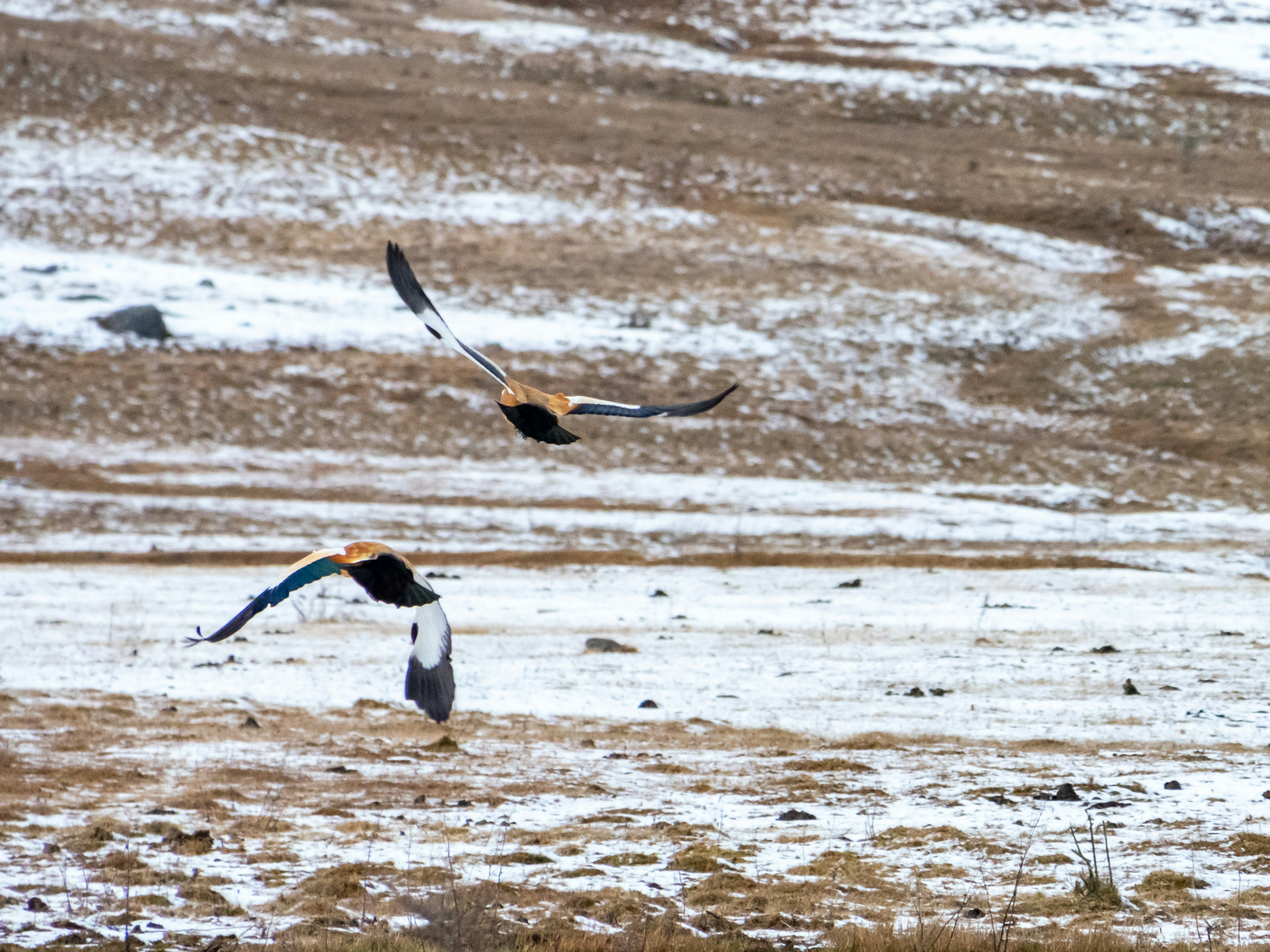 Zwei Vögel fliegen über eine verschneite Wiese