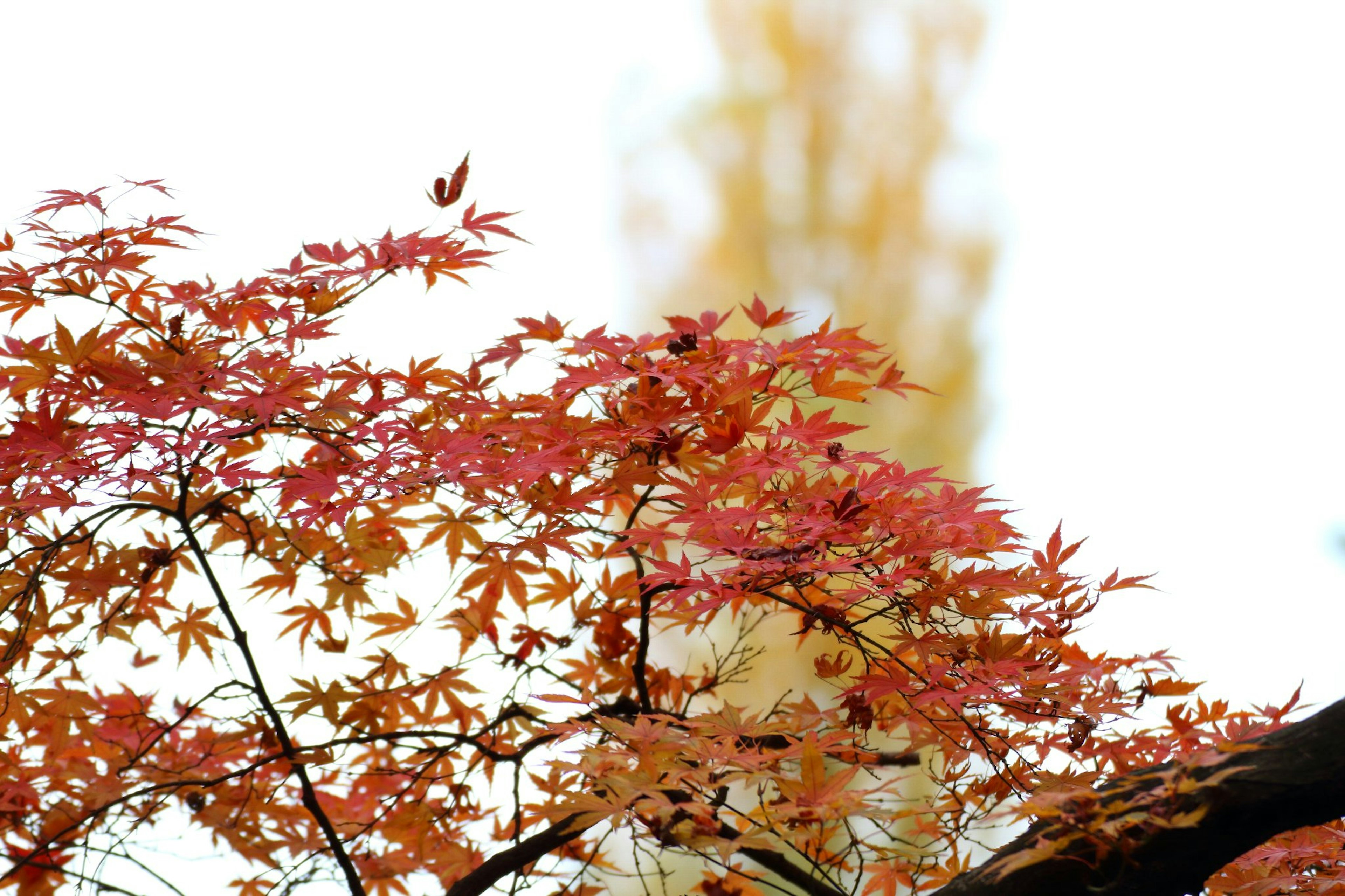 秋の紅葉したカエデの葉と背景のぼんやりとした黄色い木