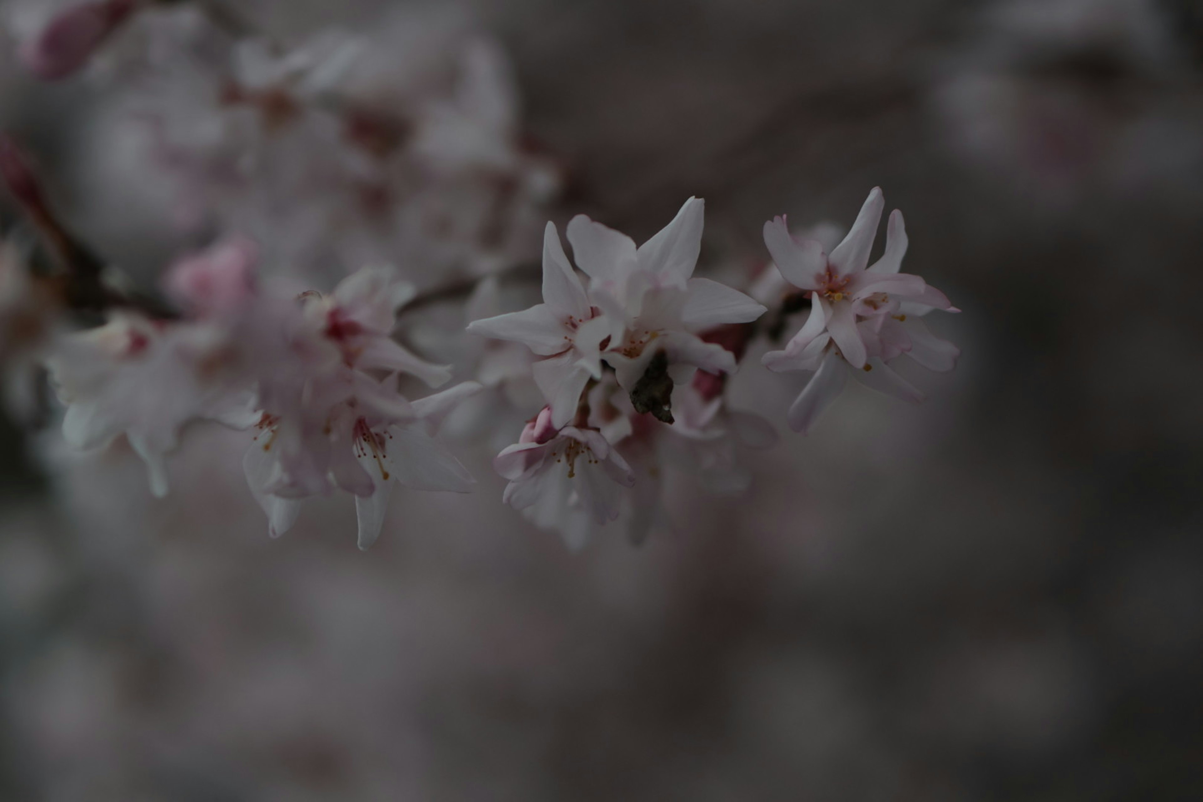 Delicate pink flowers blooming against a blurred background