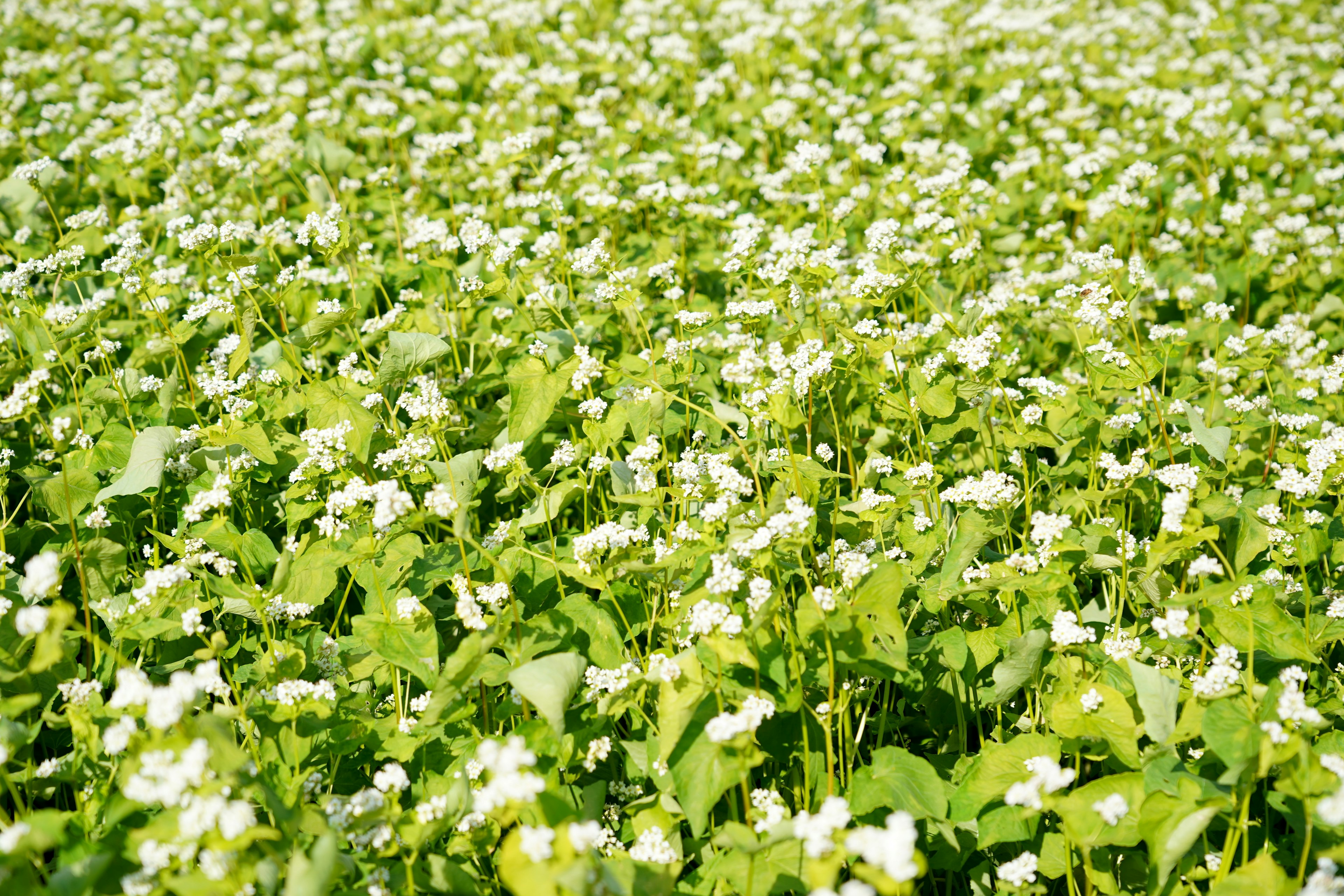 ทุ่งบัควีทที่มีใบเขียวและดอกไม้สีขาว