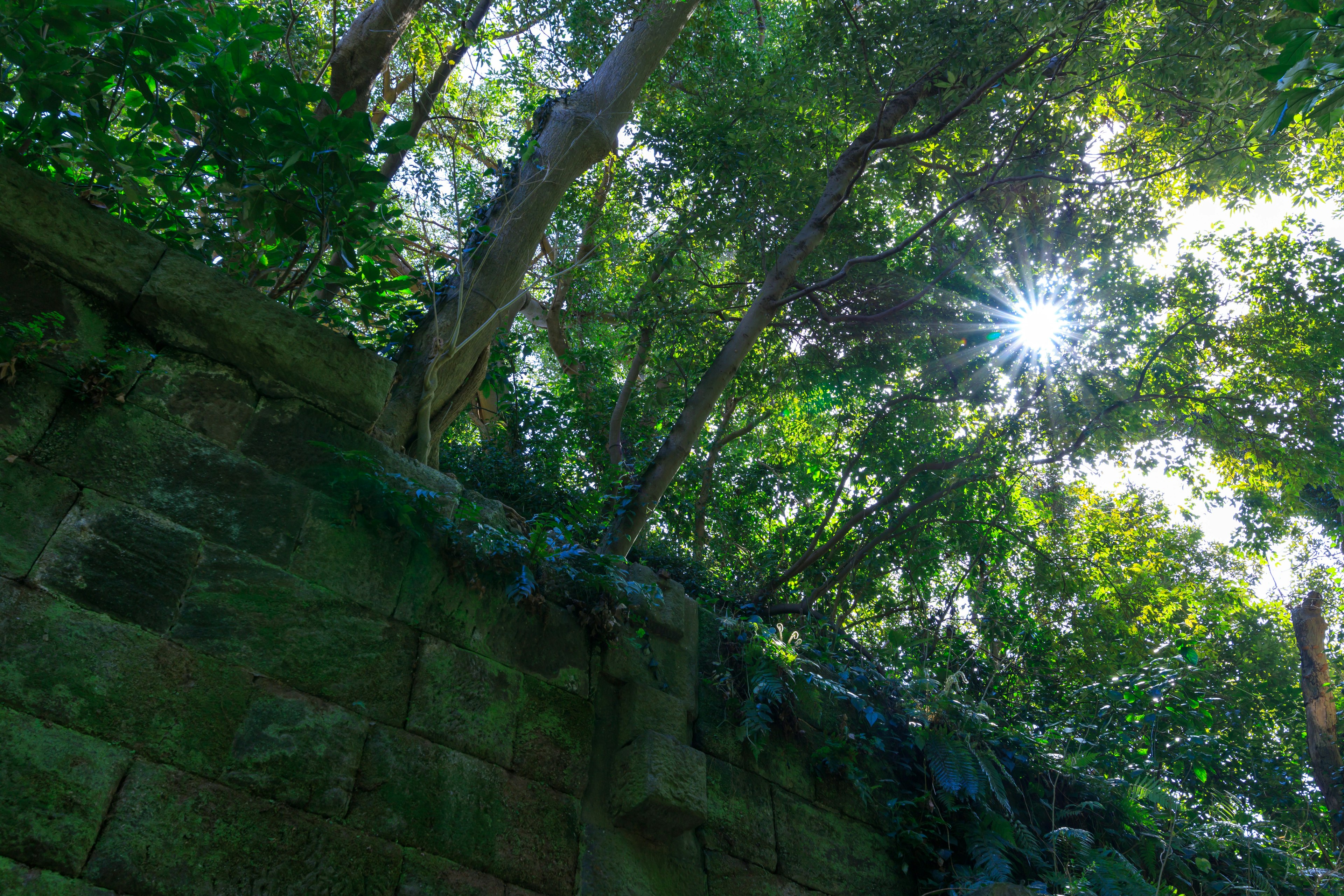 Image d'arbres verts luxuriants et d'un vieux mur en pierre avec la lumière du soleil filtrant