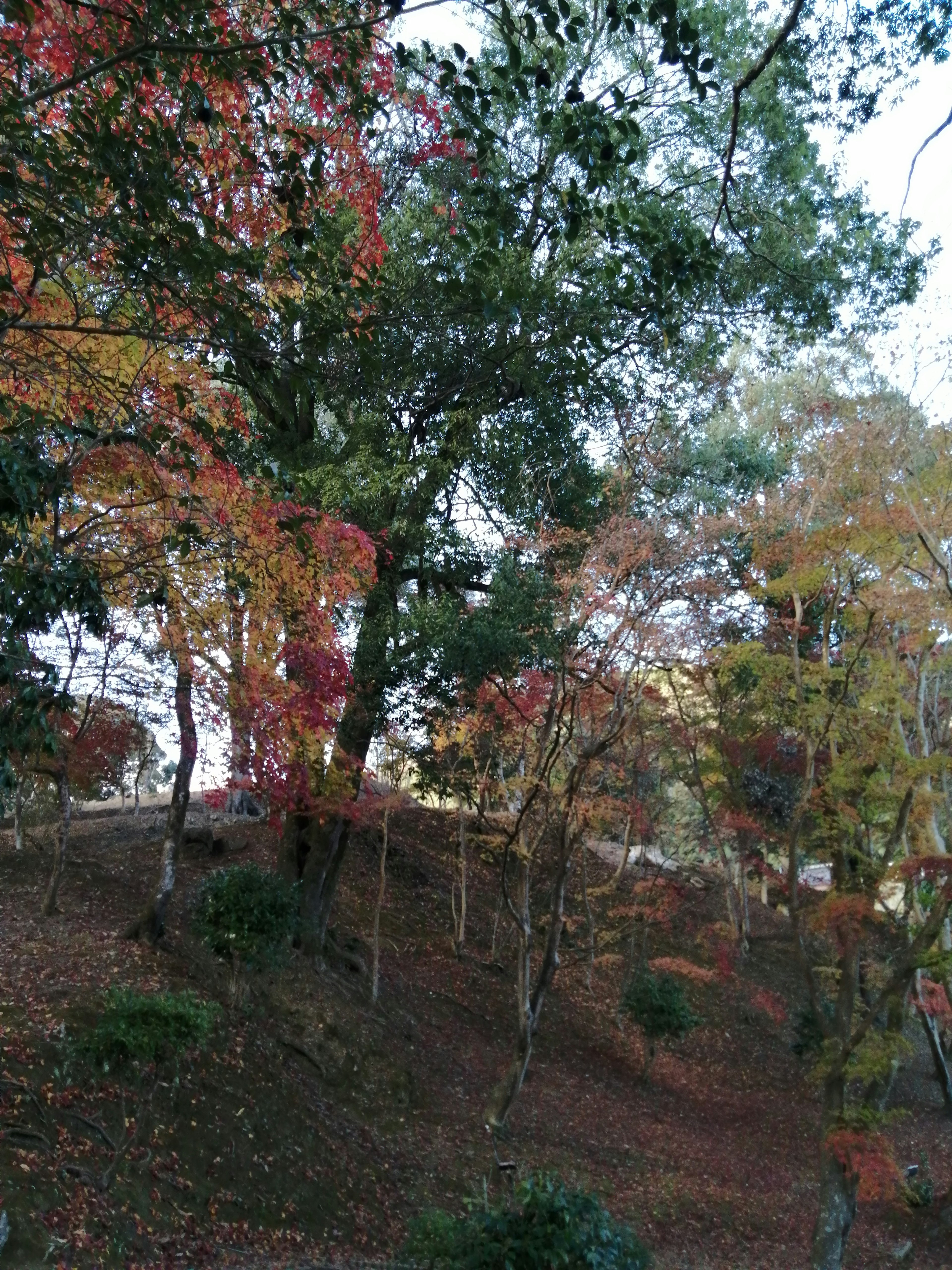 Vista escénica de árboles con vibrante follaje de otoño en una colina