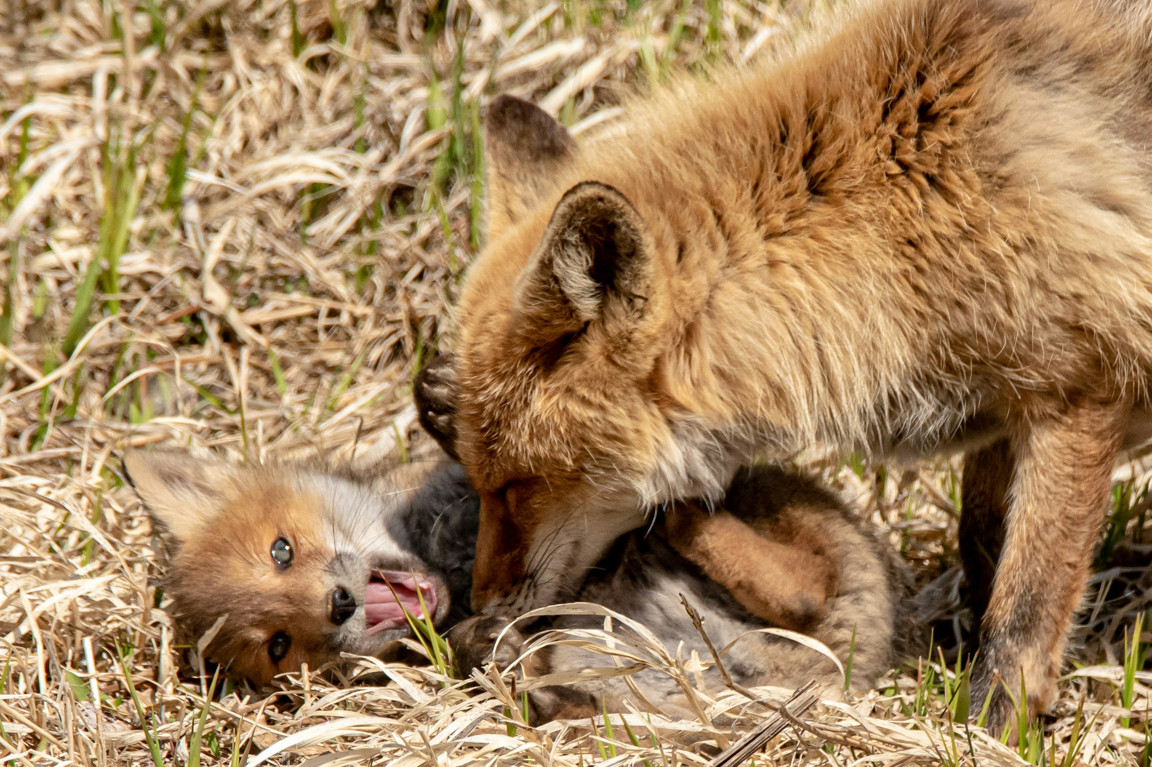 A mother fox interacting with her playful cub in a grassy field