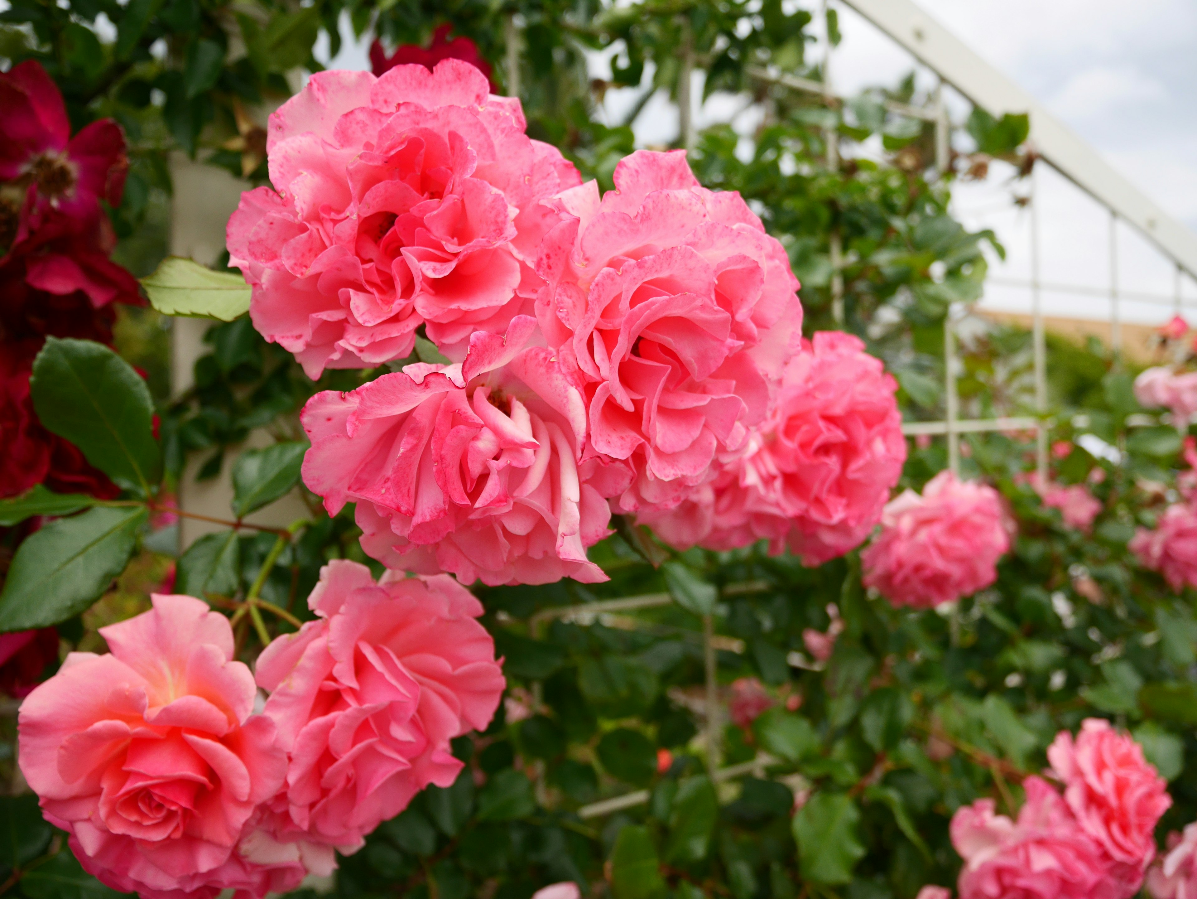 Primo piano di rose rosa in fiore in un giardino