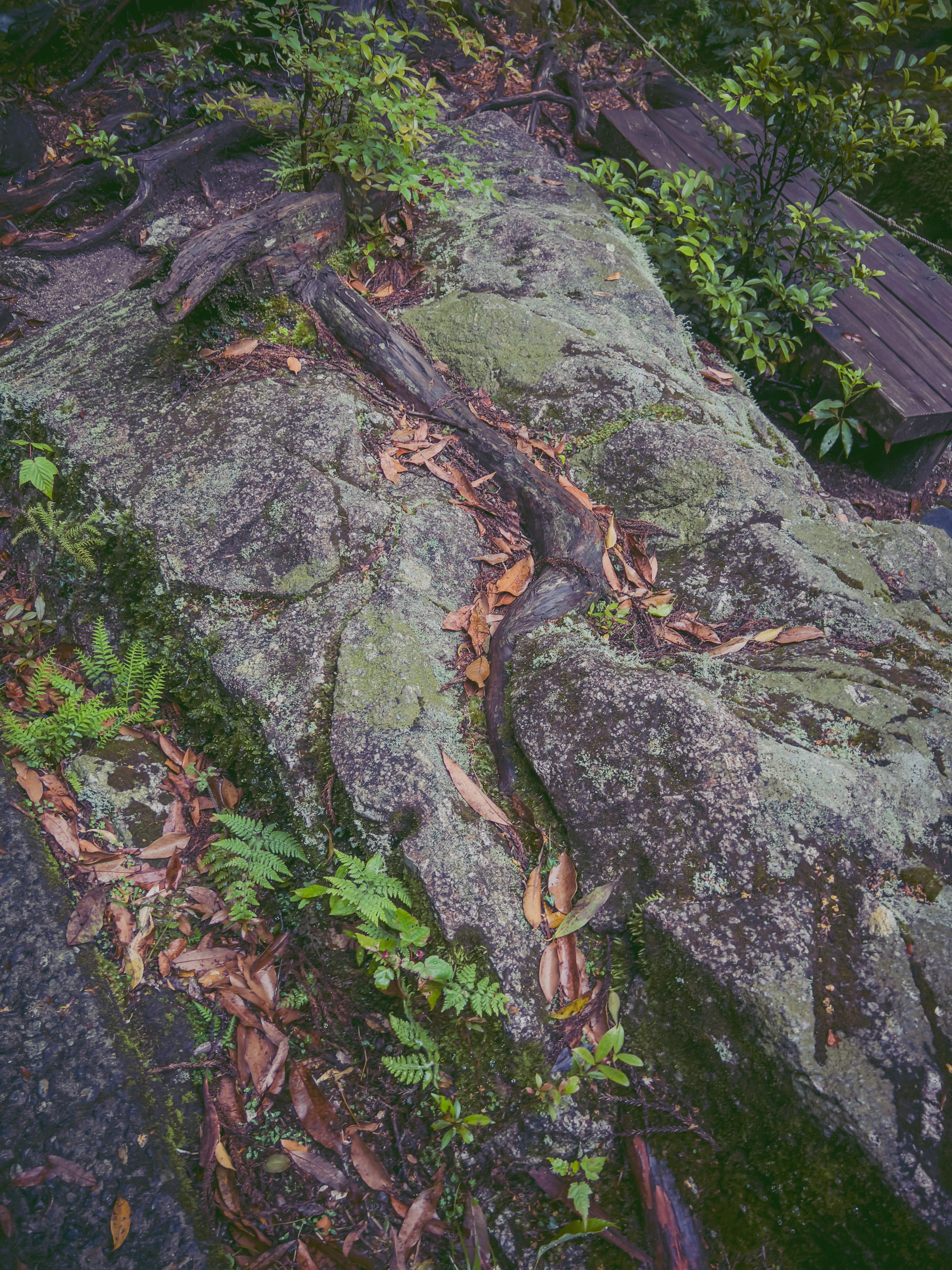 Natural landscape featuring a rocky surface with plants and fallen leaves