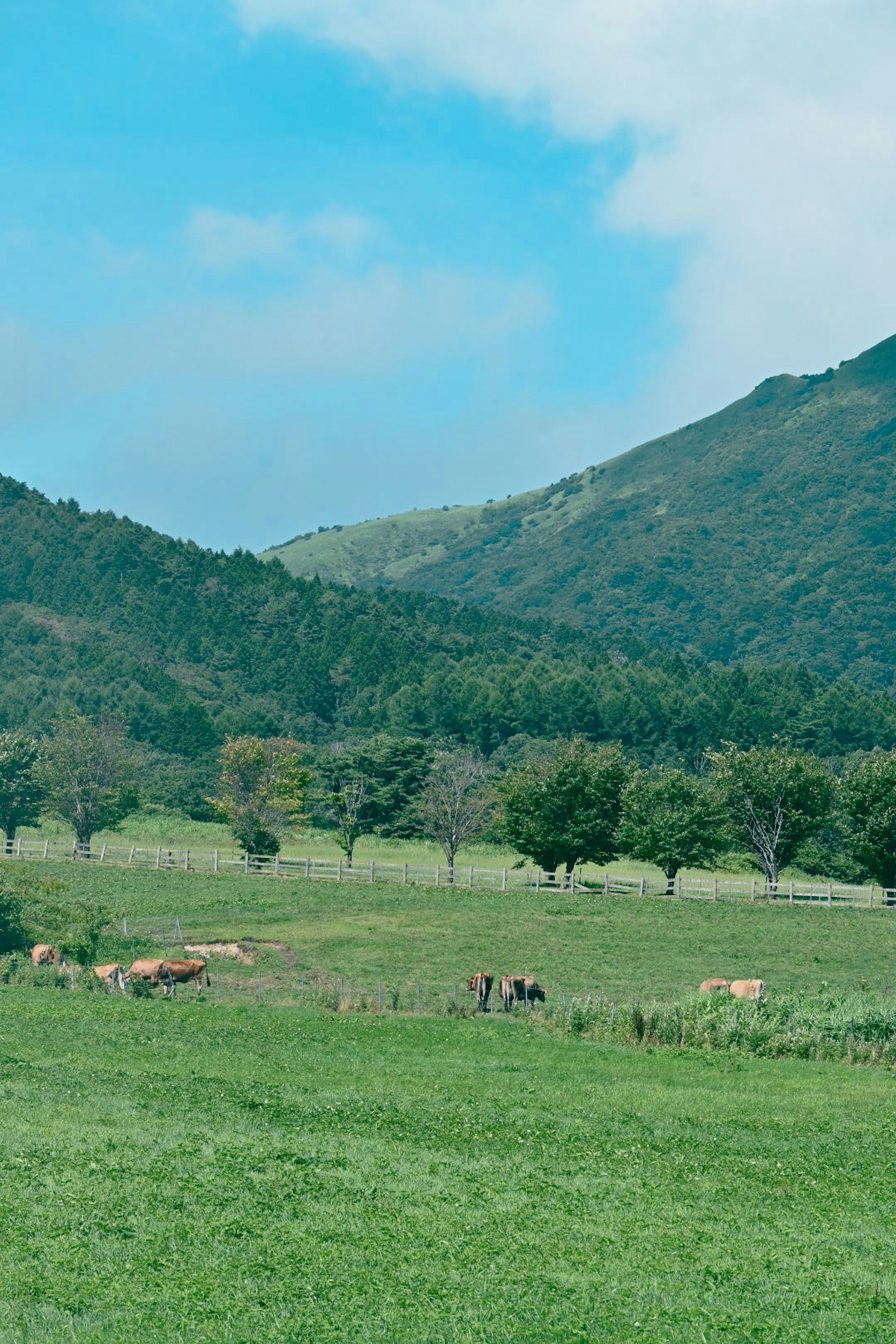 青い空と緑の草原に囲まれた山々の風景牛が草を食べている