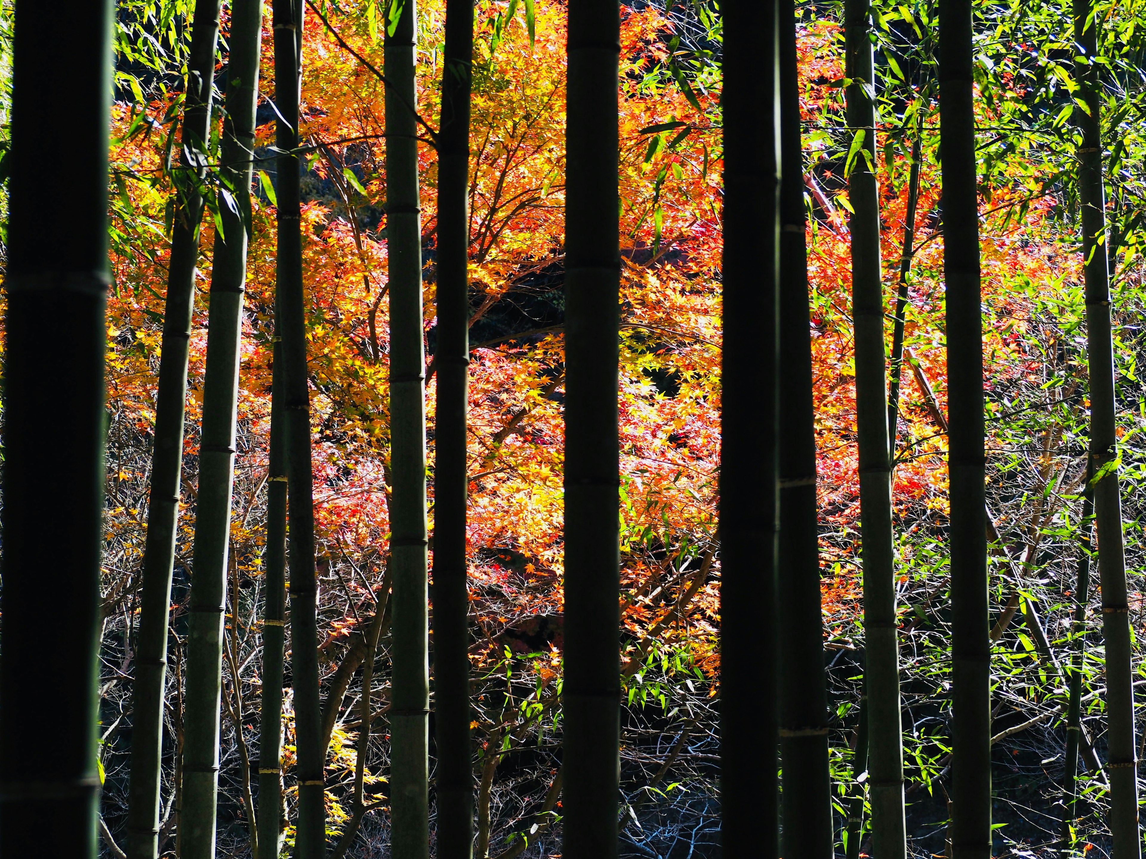 Bosque de bambú con follaje otoñal vibrante al fondo