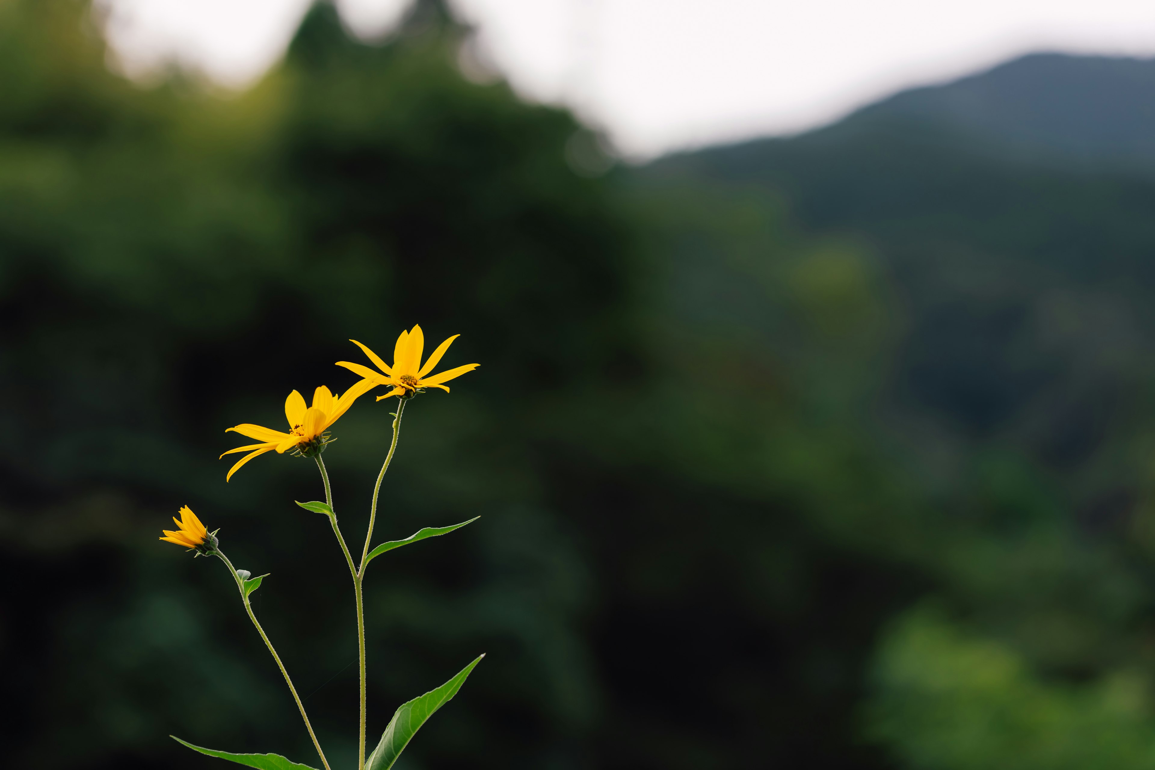 Nahaufnahme von gelben Blumen mit Bergen im Hintergrund