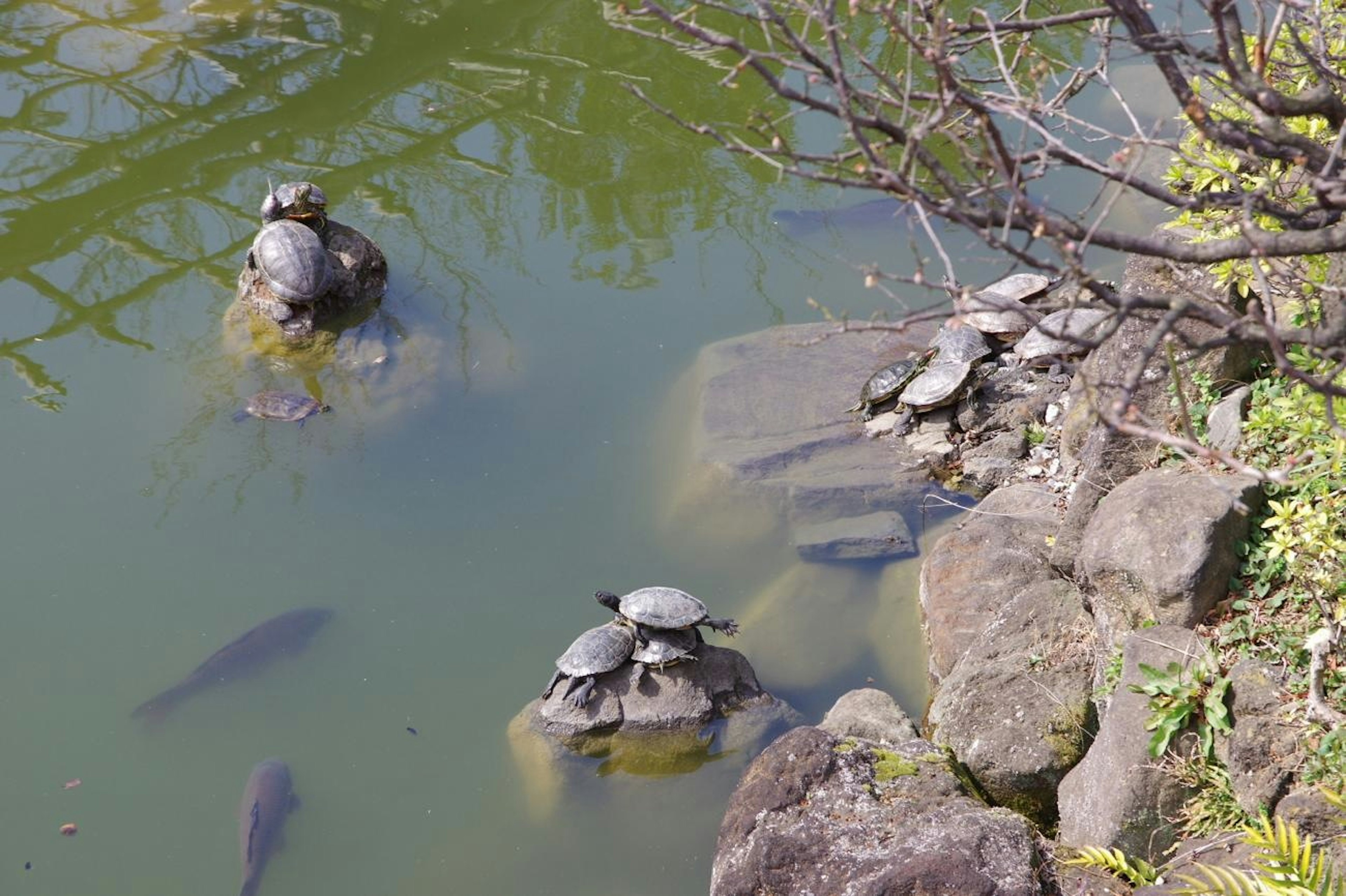 Tortugas tomando el sol sobre rocas en un estanque con peces nadando debajo