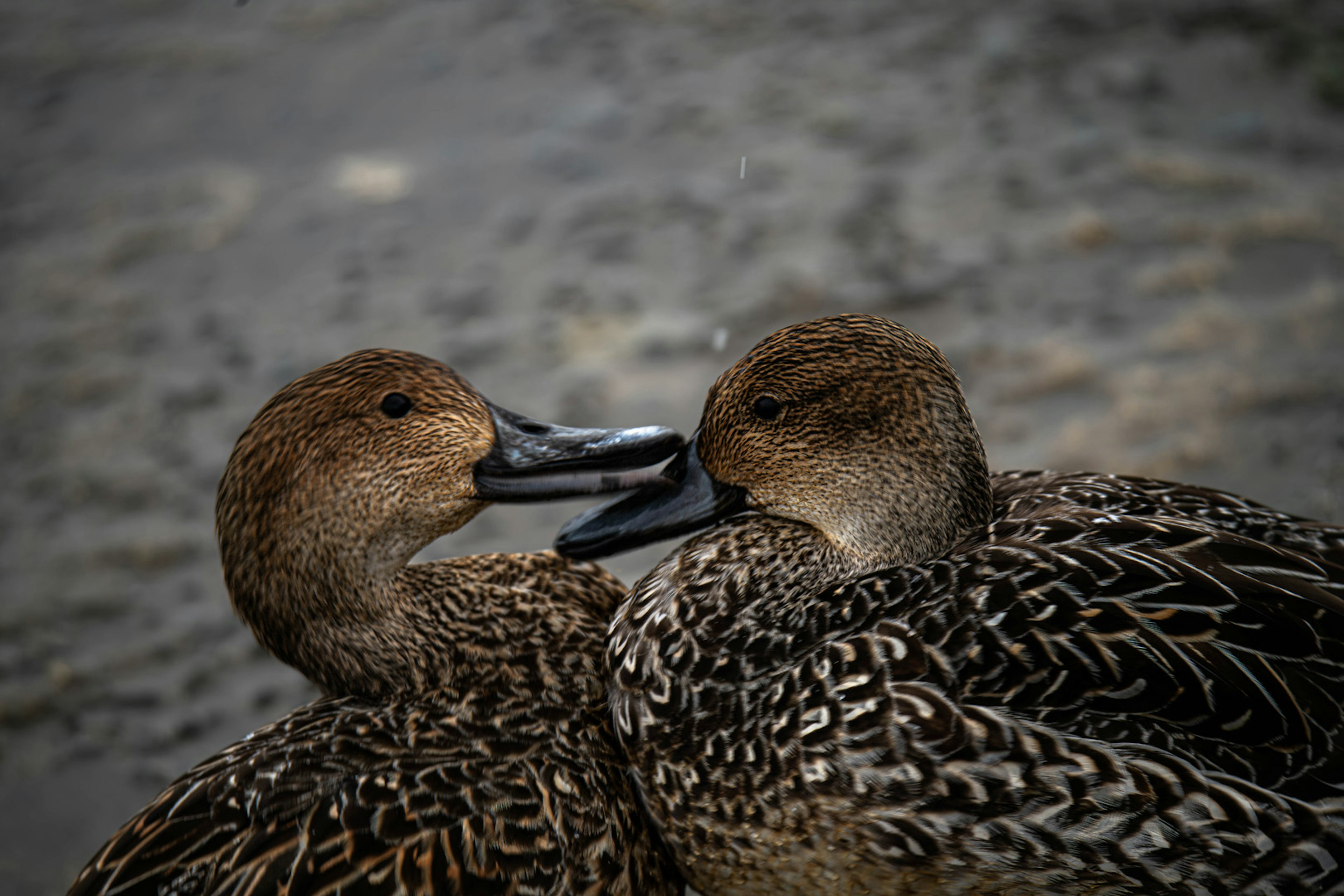 Dos patos se acurrucan juntos