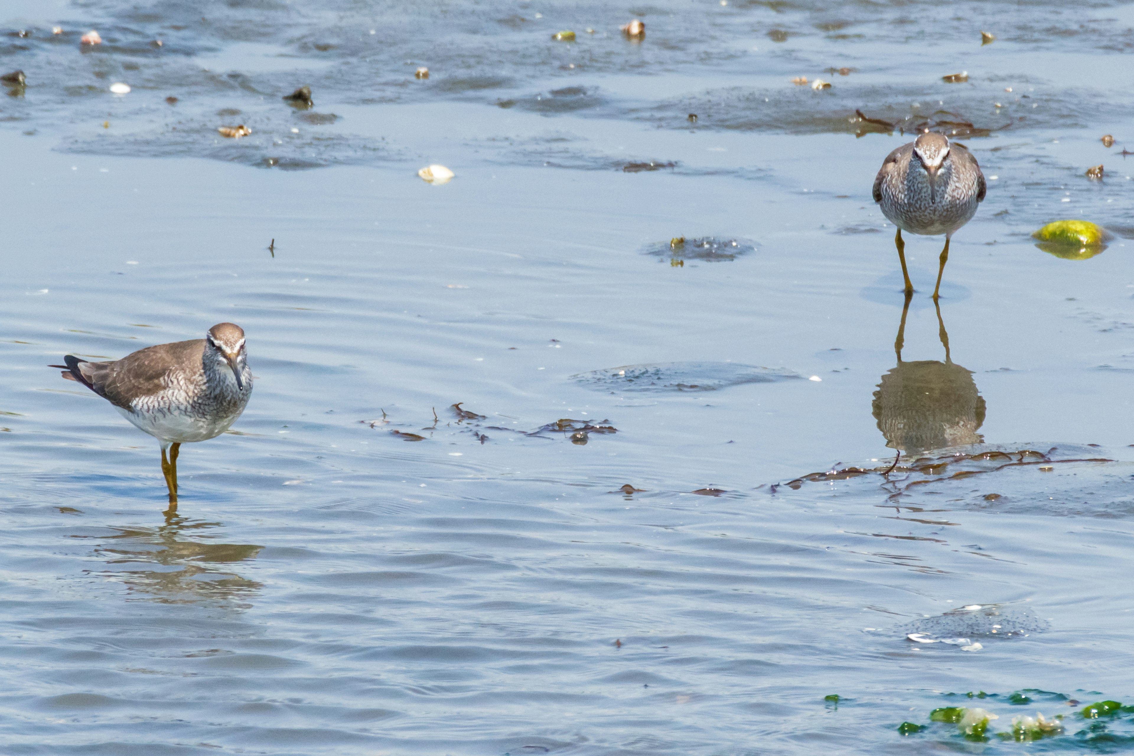 Zwei Vögel stehen im flachen Wasser mit Reflexionen