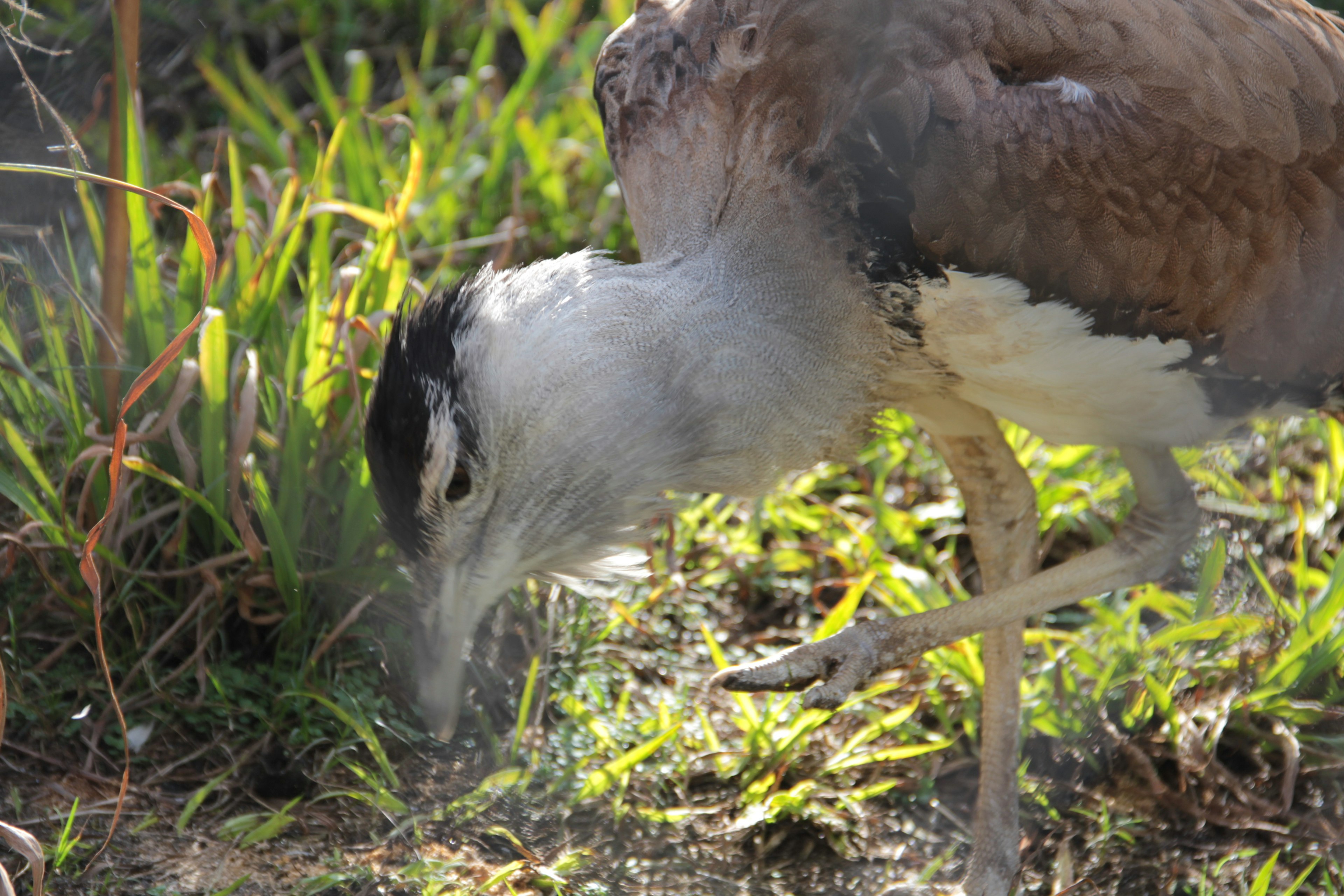 Seekor burung mencari makanan di rumput dengan fokus pada kepalanya