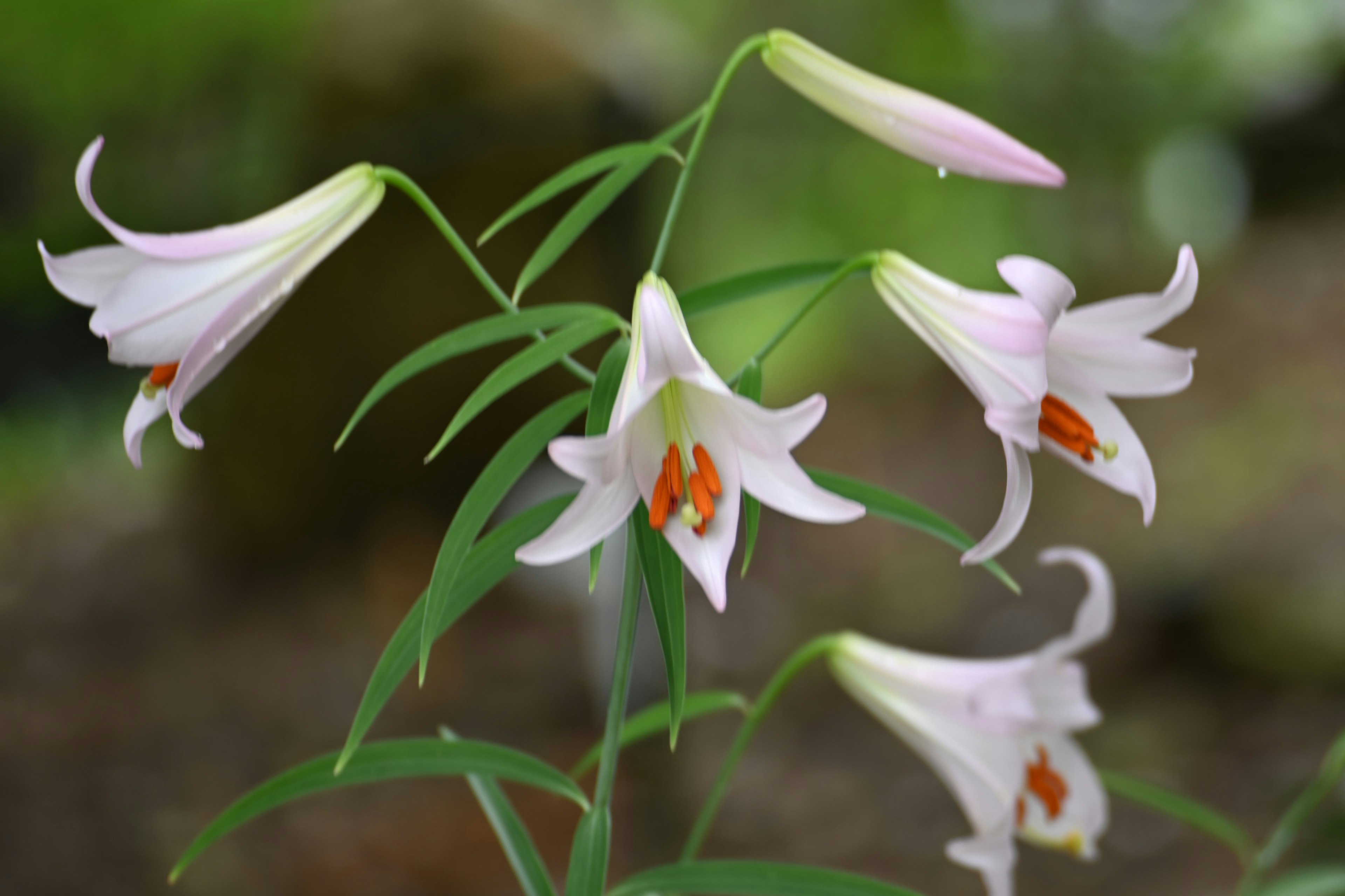 ピンクの花びらを持つ美しいユリの花の集まり