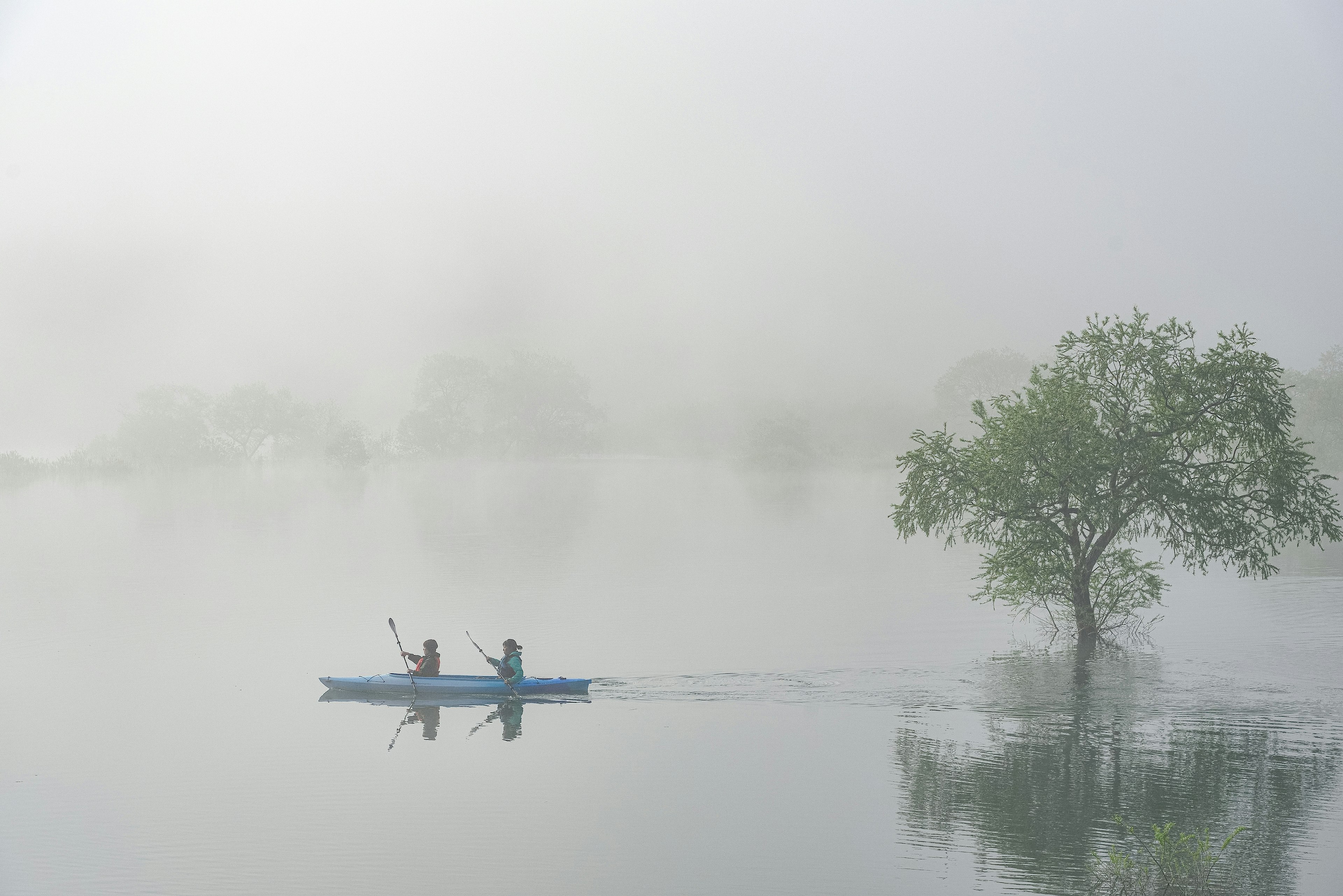 Kajakfahrer paddeln durch den Nebel mit einem einsamen Baum im Wasser