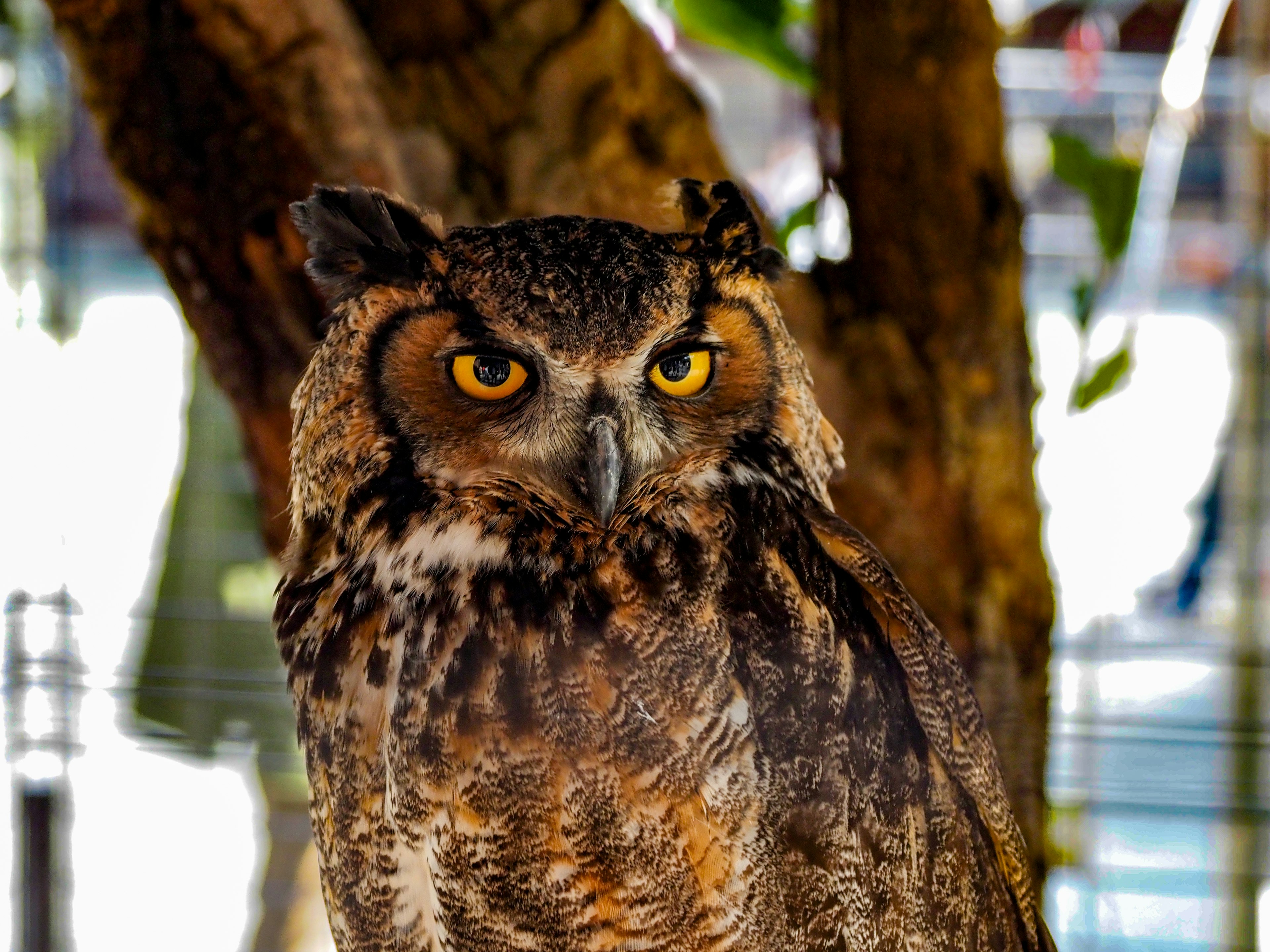 Close-up of an owl near a tree showing vibrant orange eyes and distinctive feathers