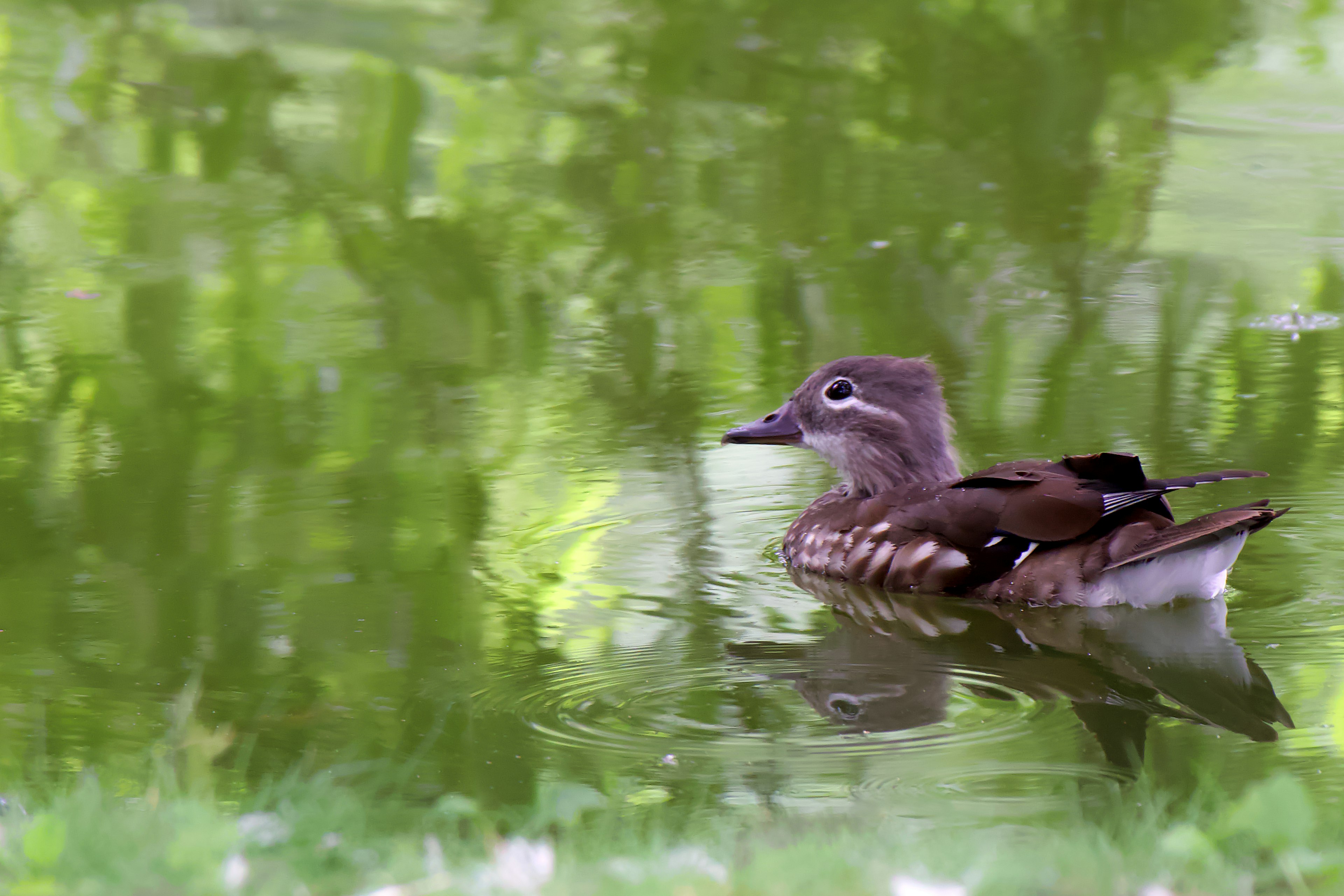 Pato madera hembra flotando en el agua con reflejos verdes