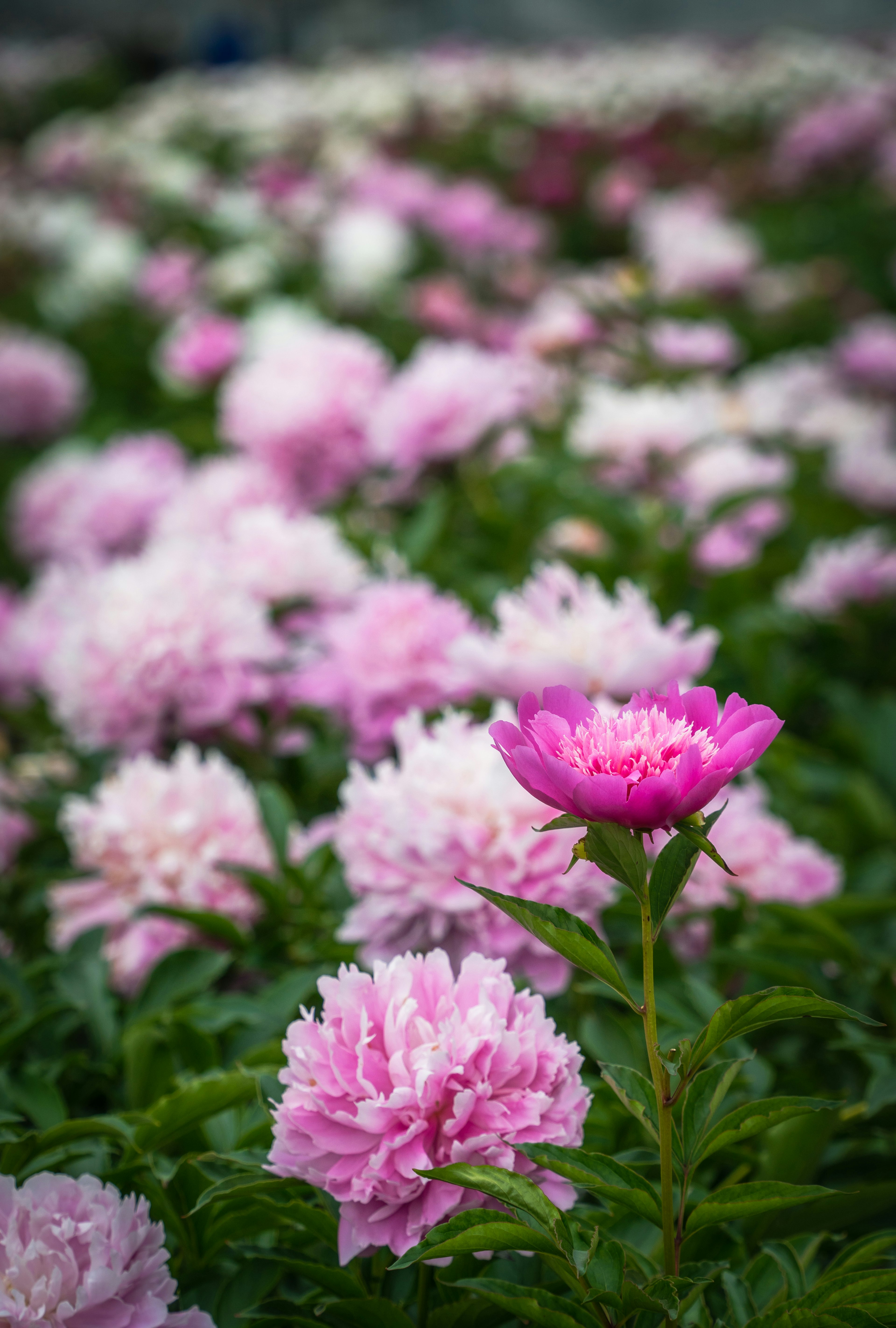 Hermoso campo de flores con peonías rosas en flor