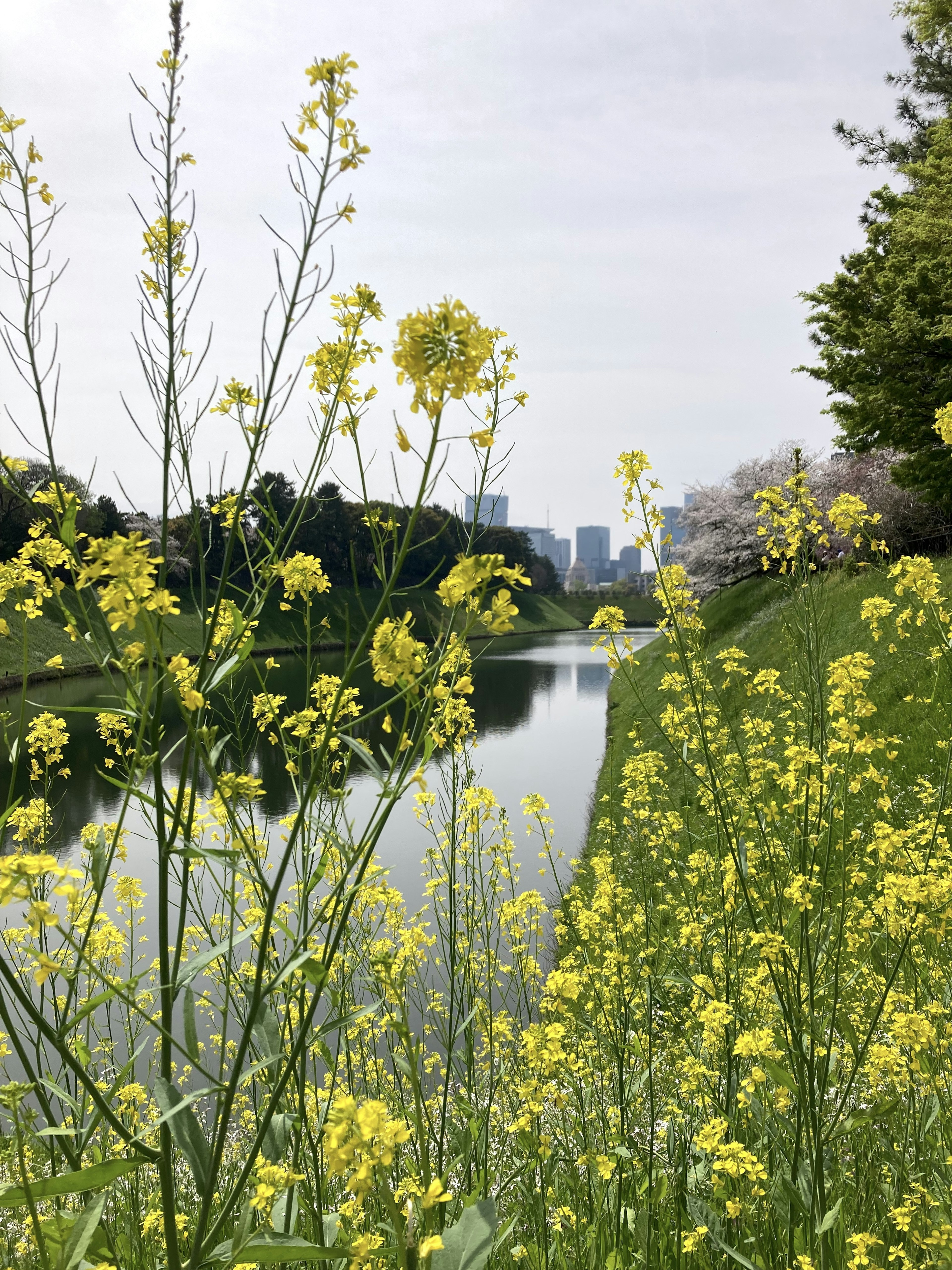 Fiori gialli lungo il fiume con skyline cittadino sullo sfondo