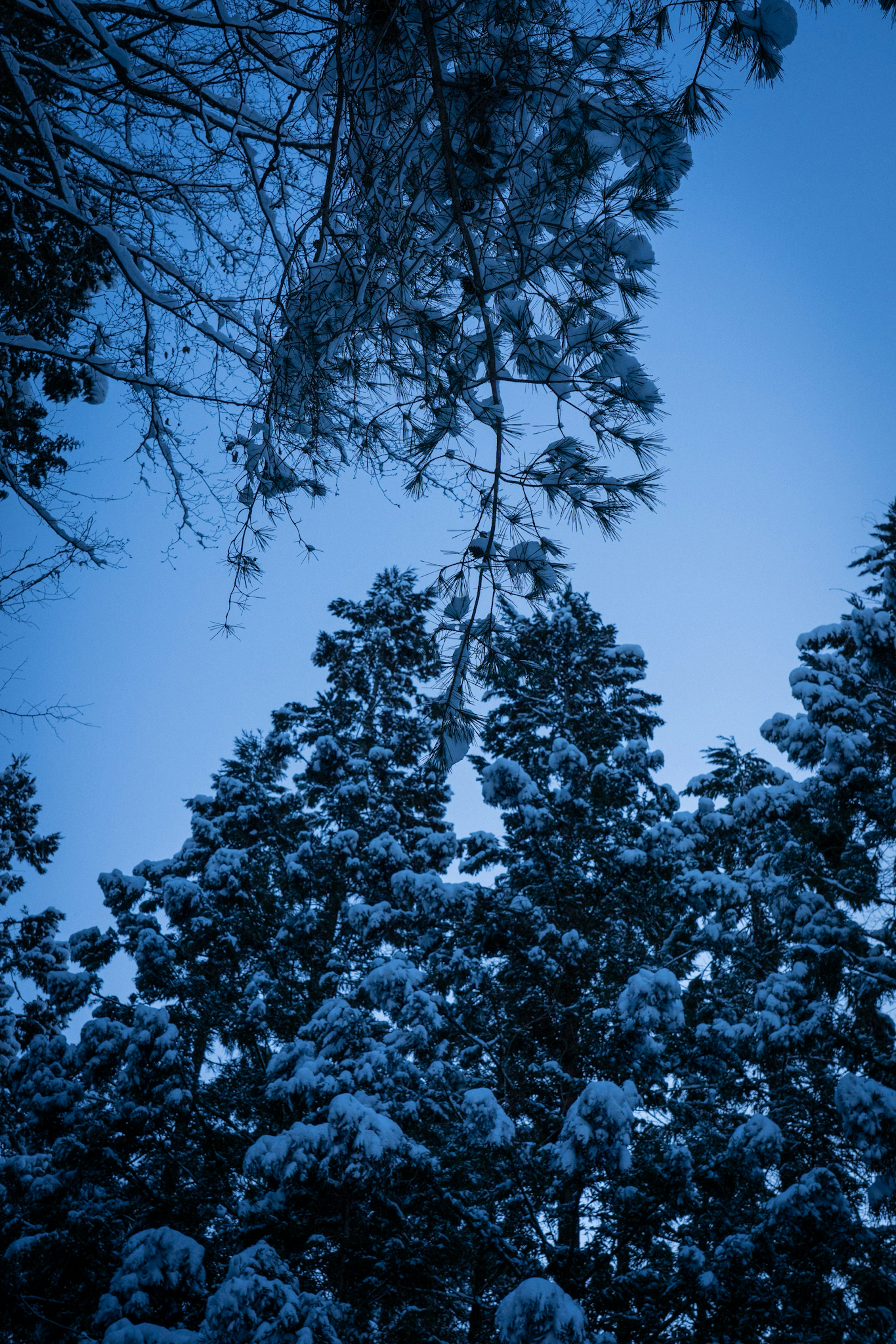 Árboles cubiertos de nieve contra un cielo azul