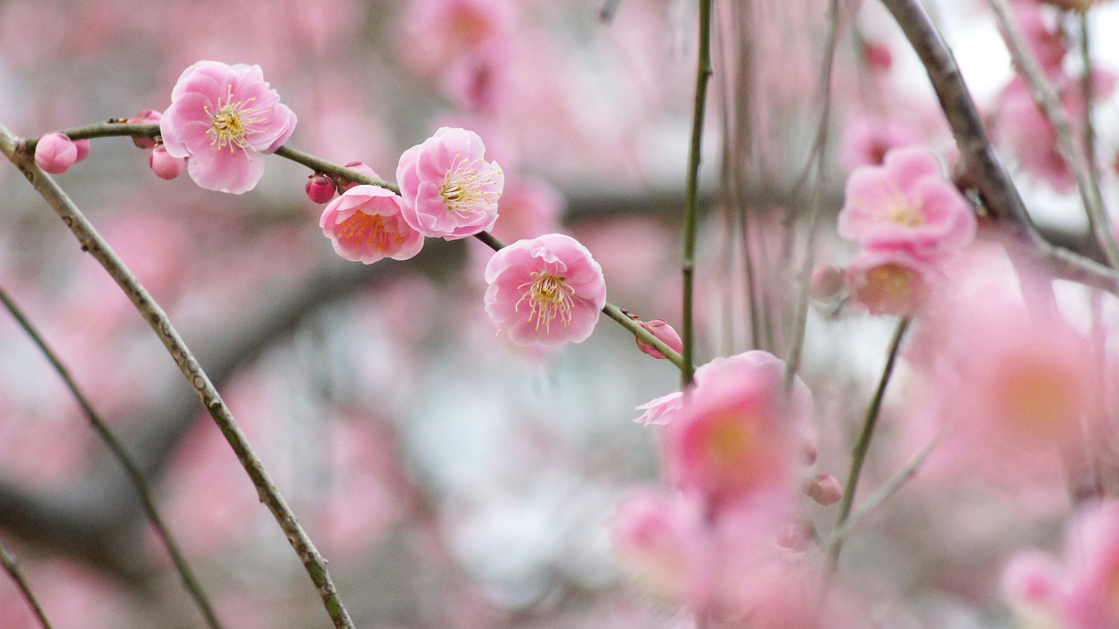 Primo piano di fiori di prugno rosa su rami con sfondo morbido