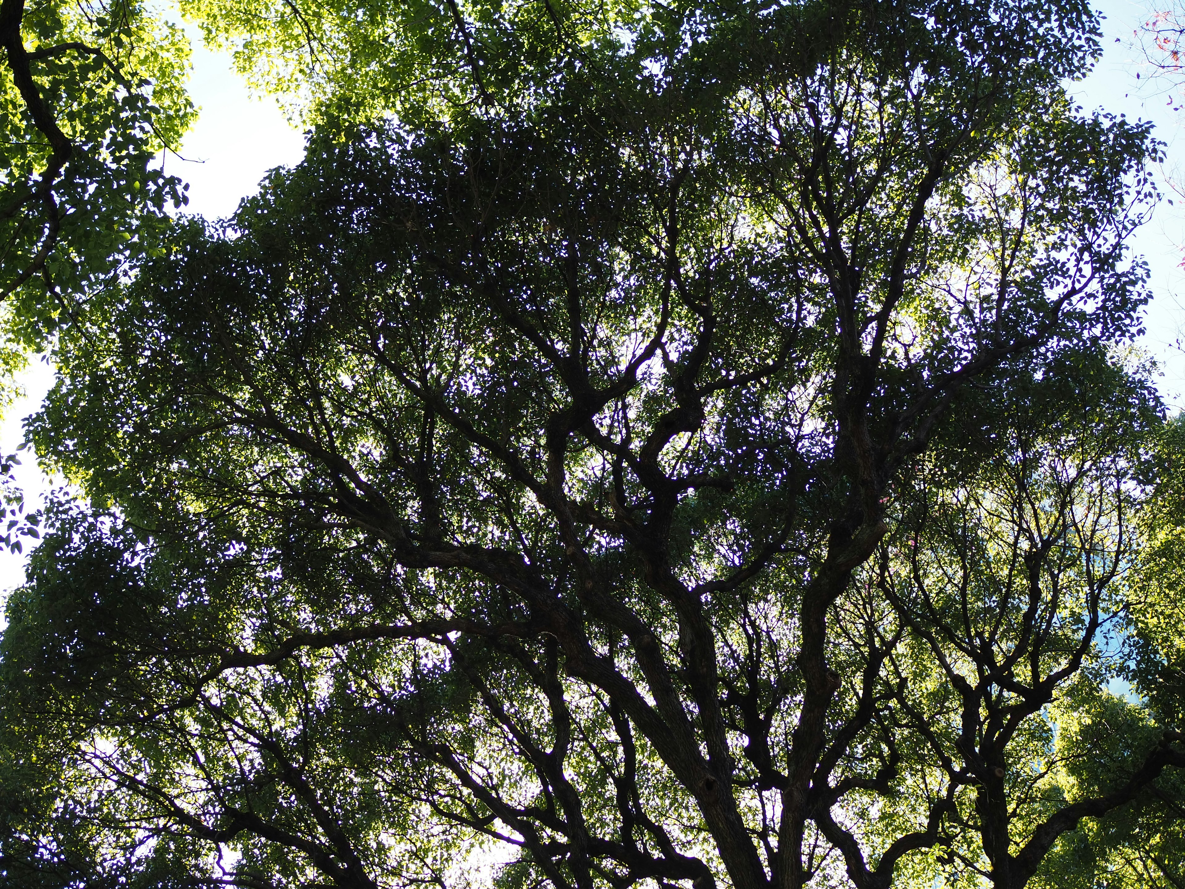 Ein großer Baum mit ausladenden Ästen und Licht, das durch die Blätter fällt