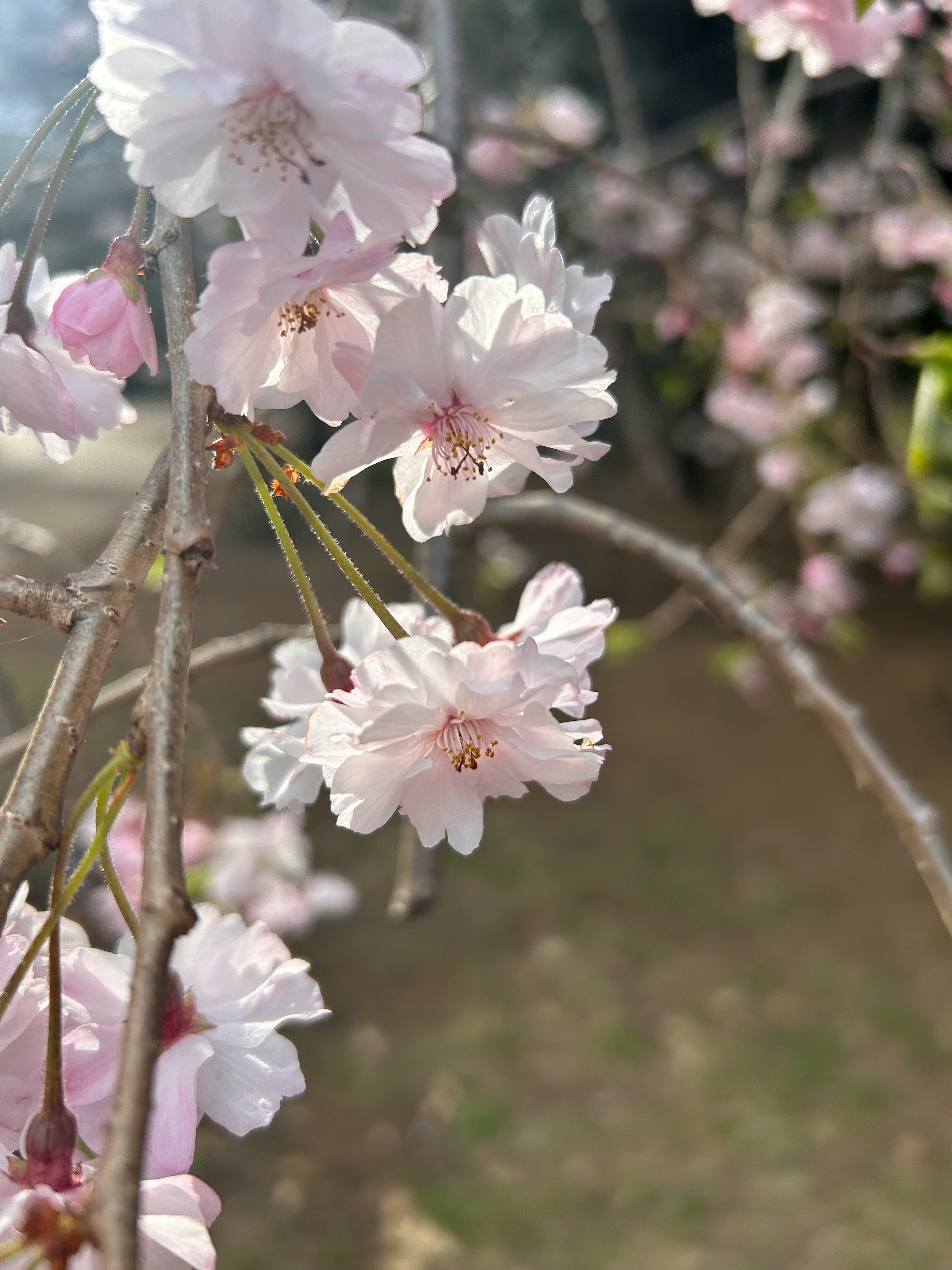 桜の花が咲いている枝のクローズアップ