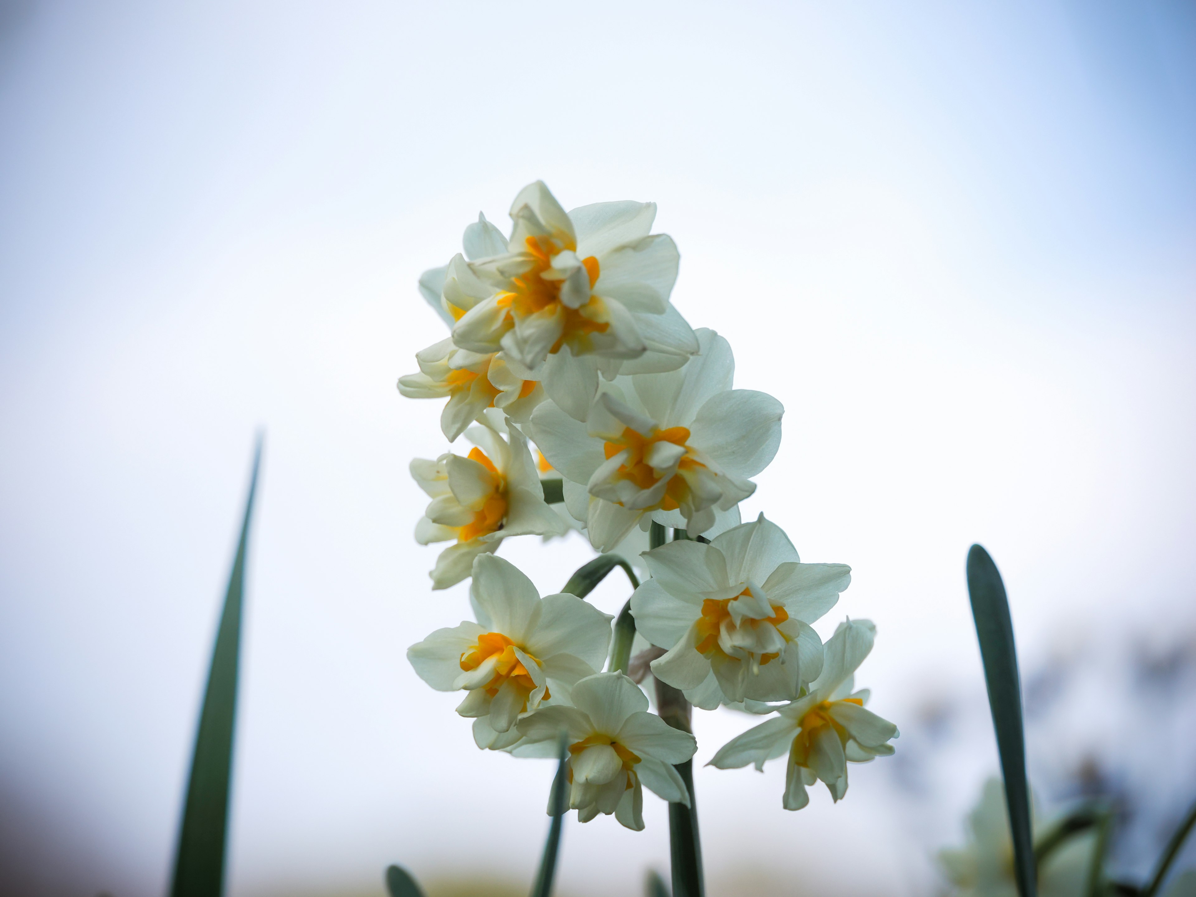 Close-up of a bouquet of white flowers with orange centers