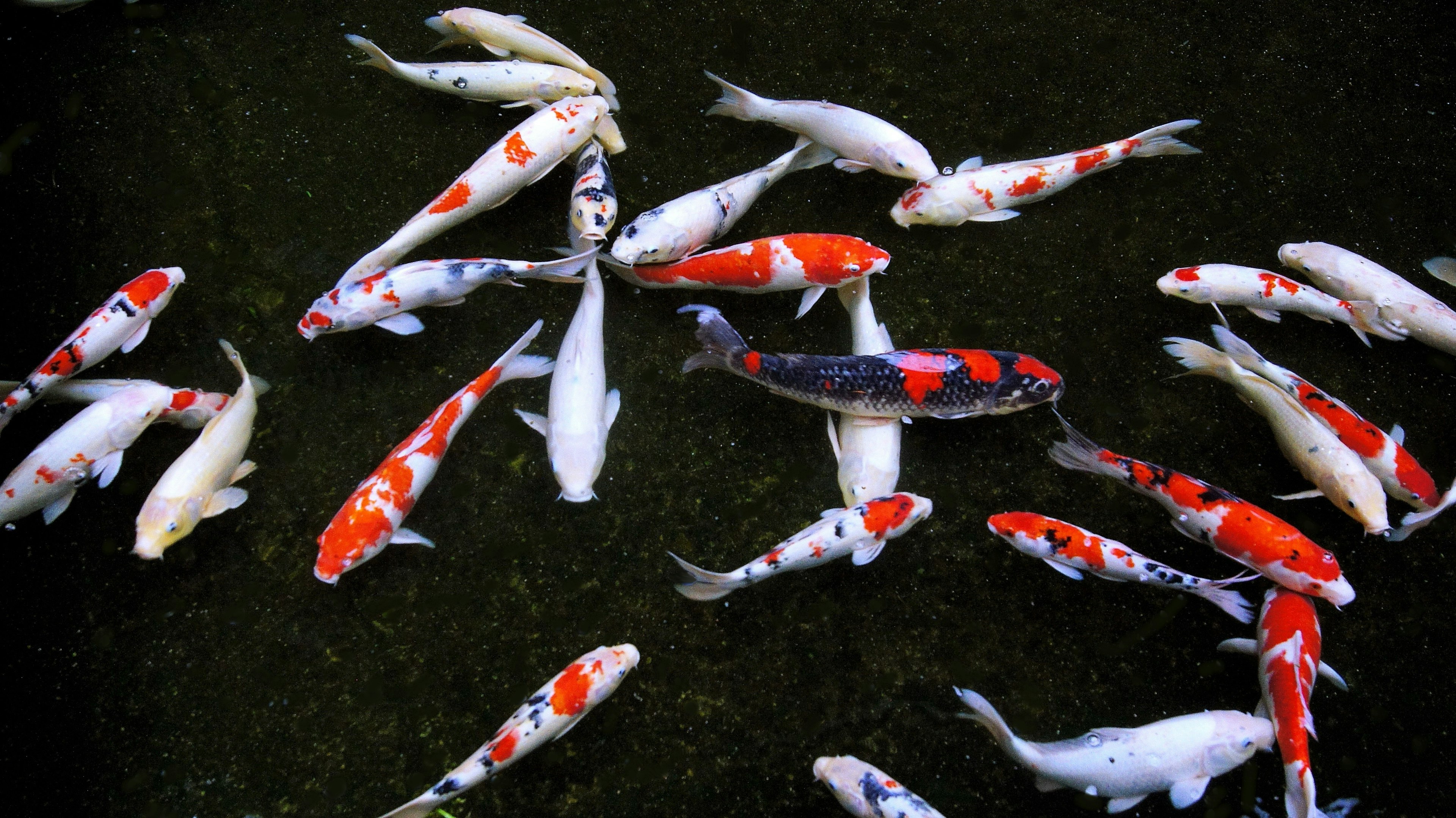 Bétail coloré de carpes koi nageant dans un étang