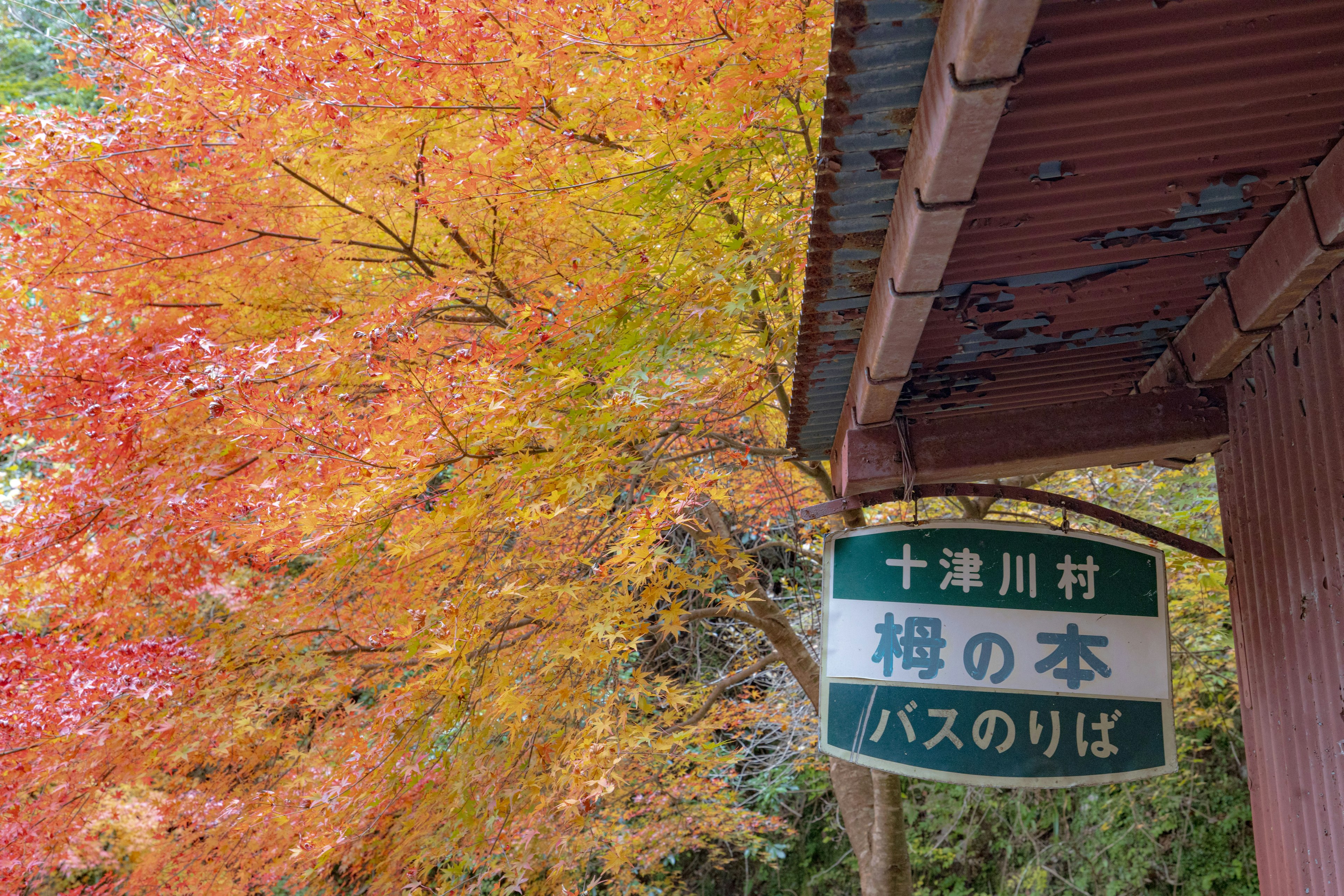 Bus stop sign with vibrant autumn leaves in the background