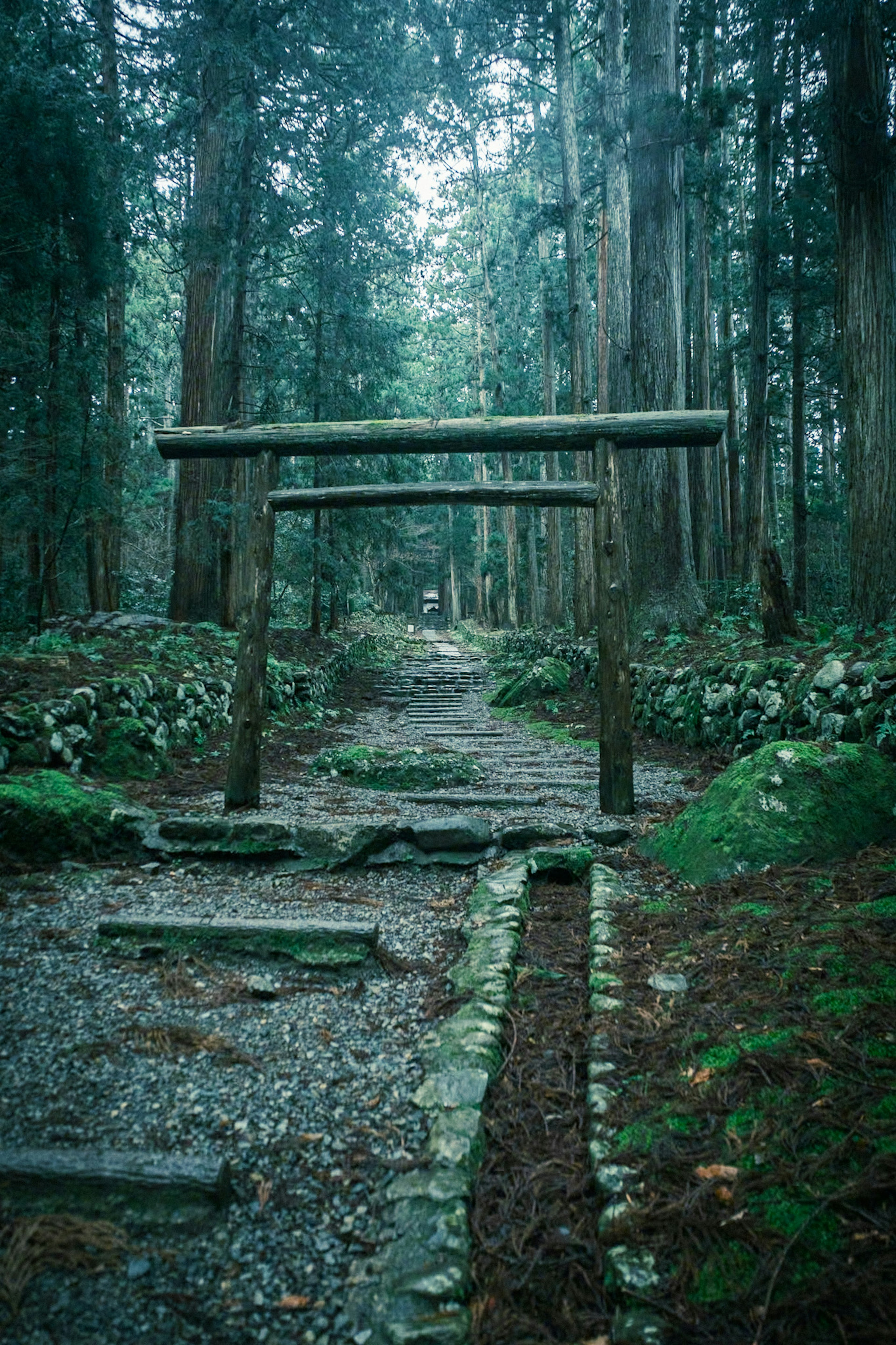 Torii in una foresta con un sentiero di pietra