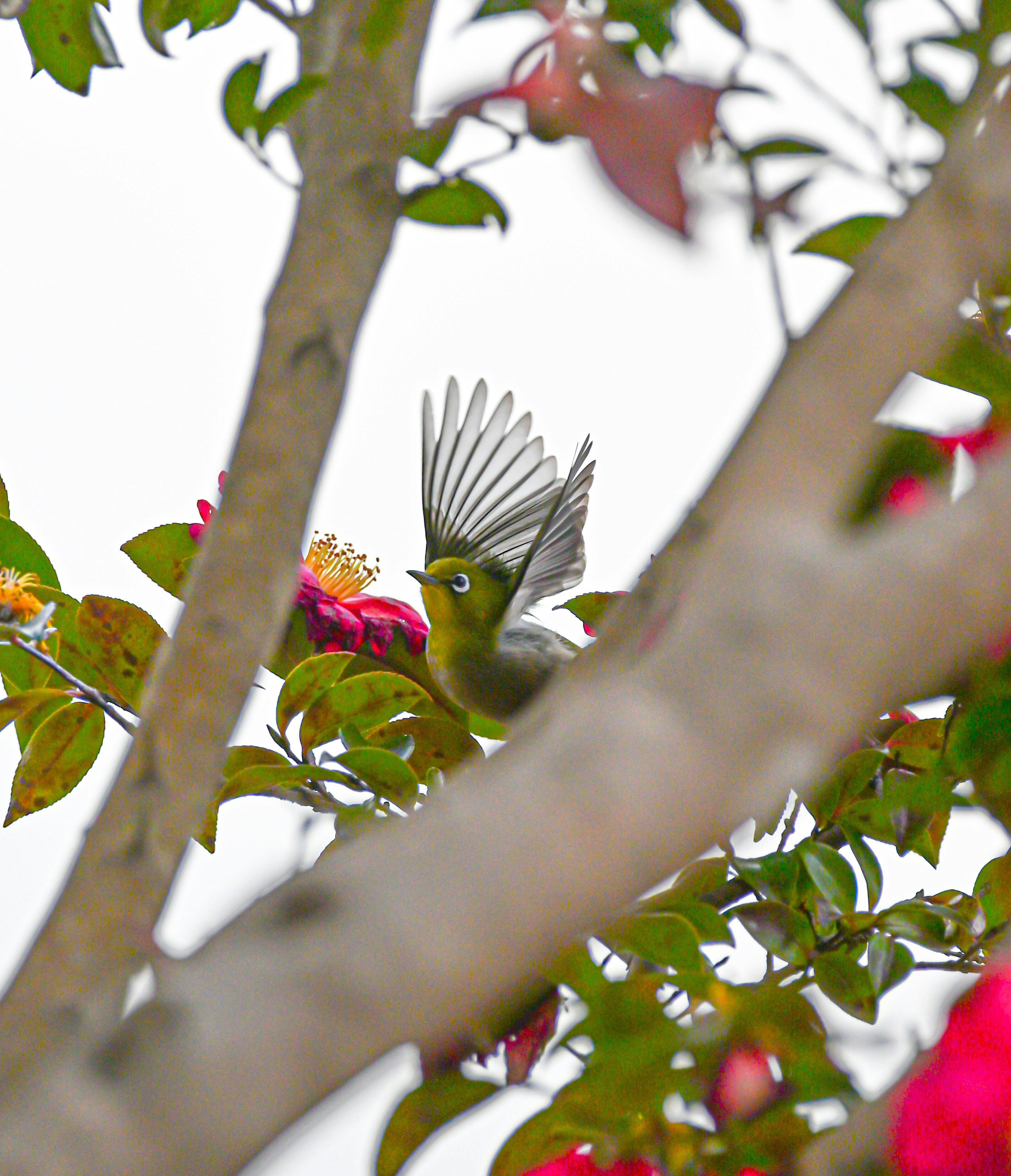 Kleiner Vogel, der seine Flügel zwischen Blumen schlägt