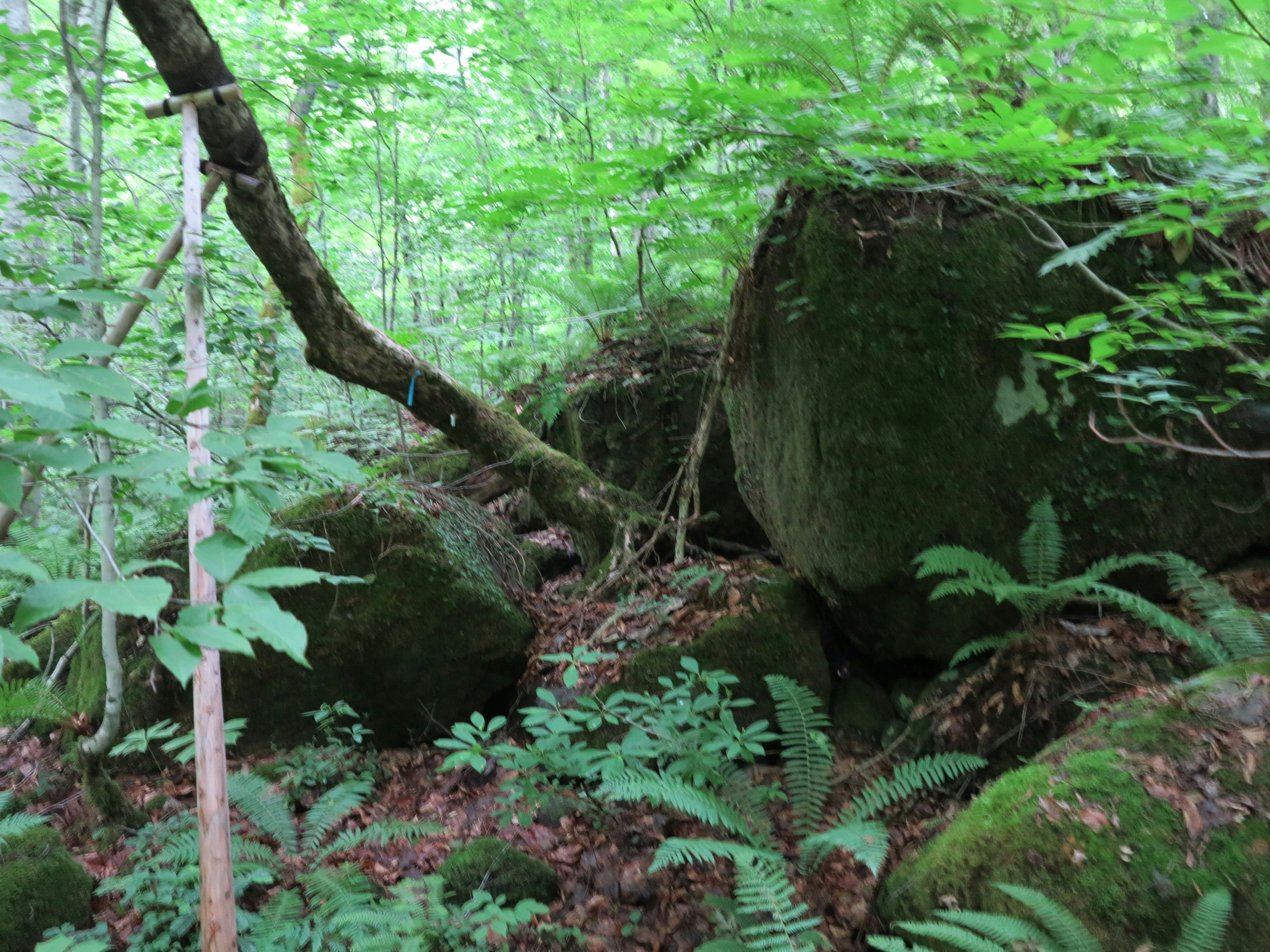 Une scène de forêt verdoyante avec de grands rochers et des arbres