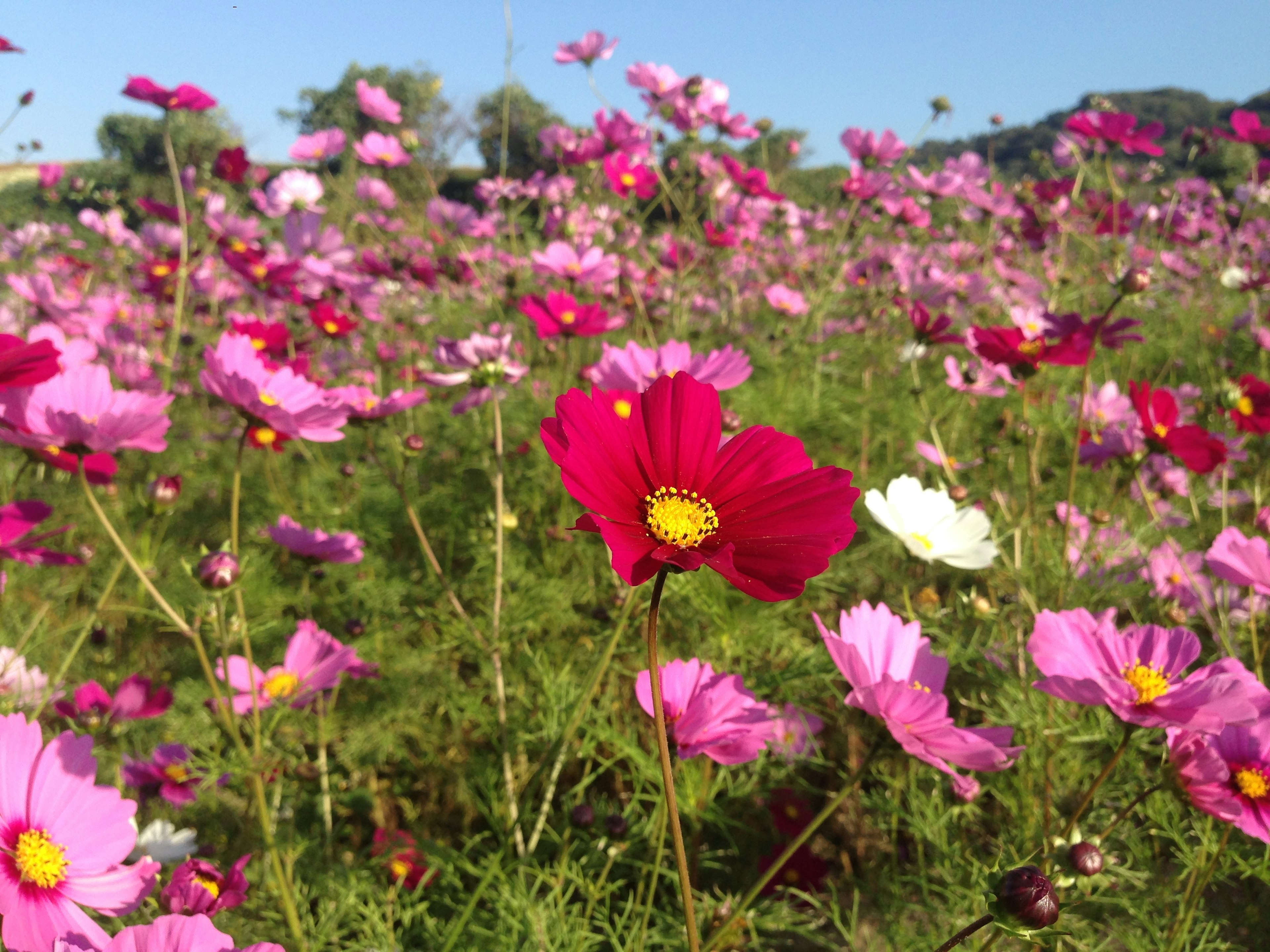 Un vibrante campo de flores de cosmos en plena floración