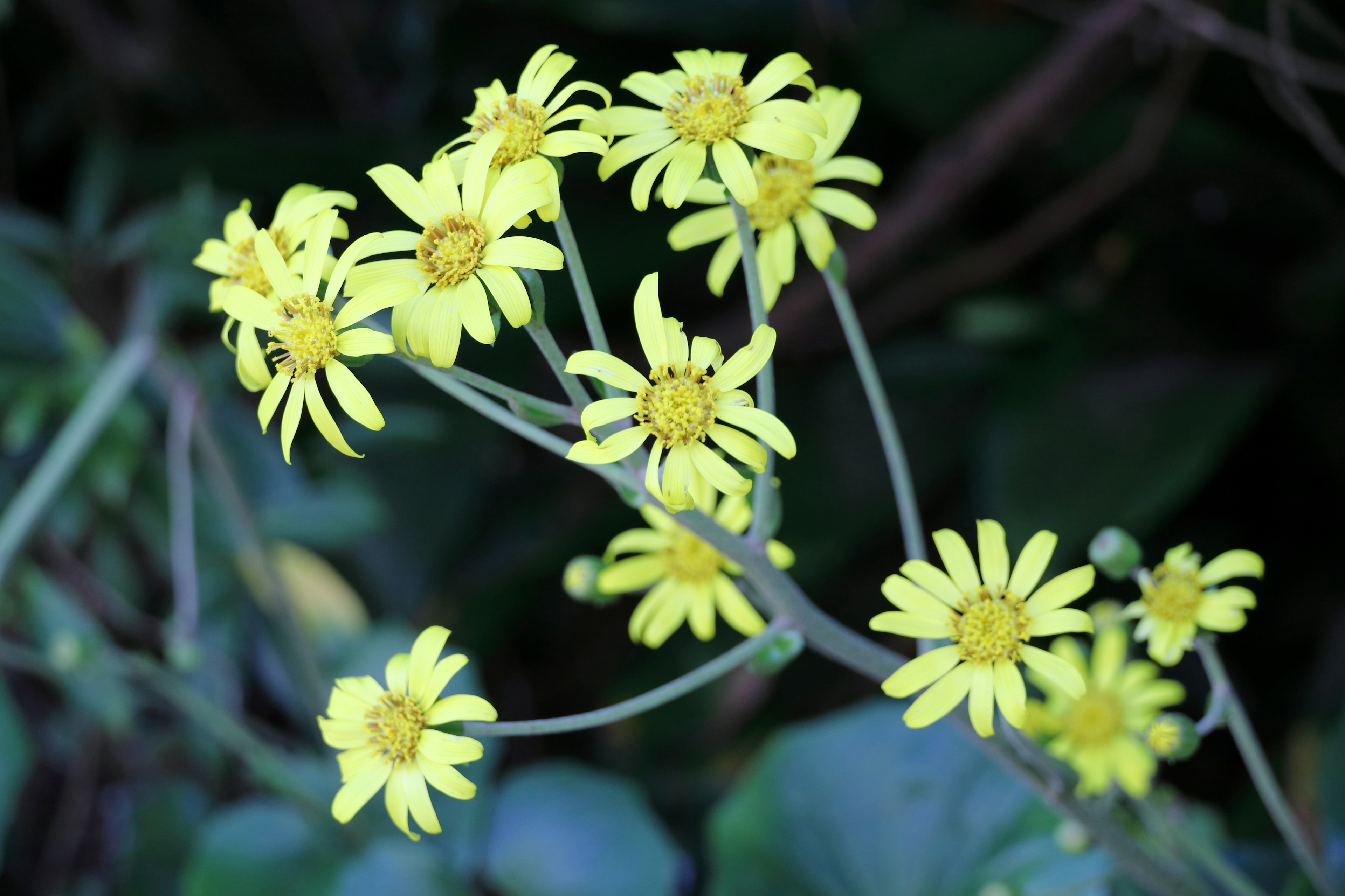 Zweig einer Pflanze mit blühenden gelben Blumen