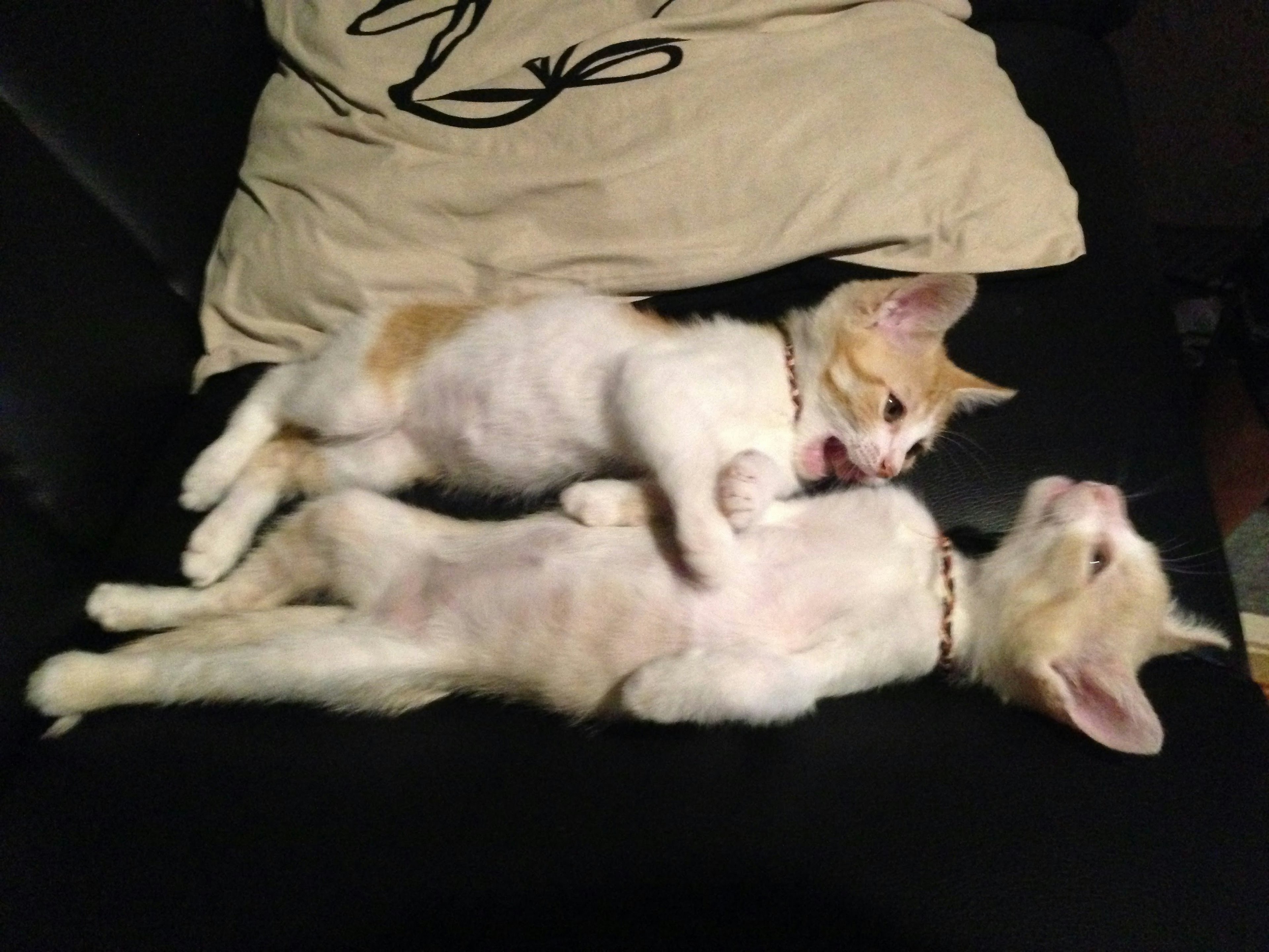 Two kittens lying on a couch with one yawning