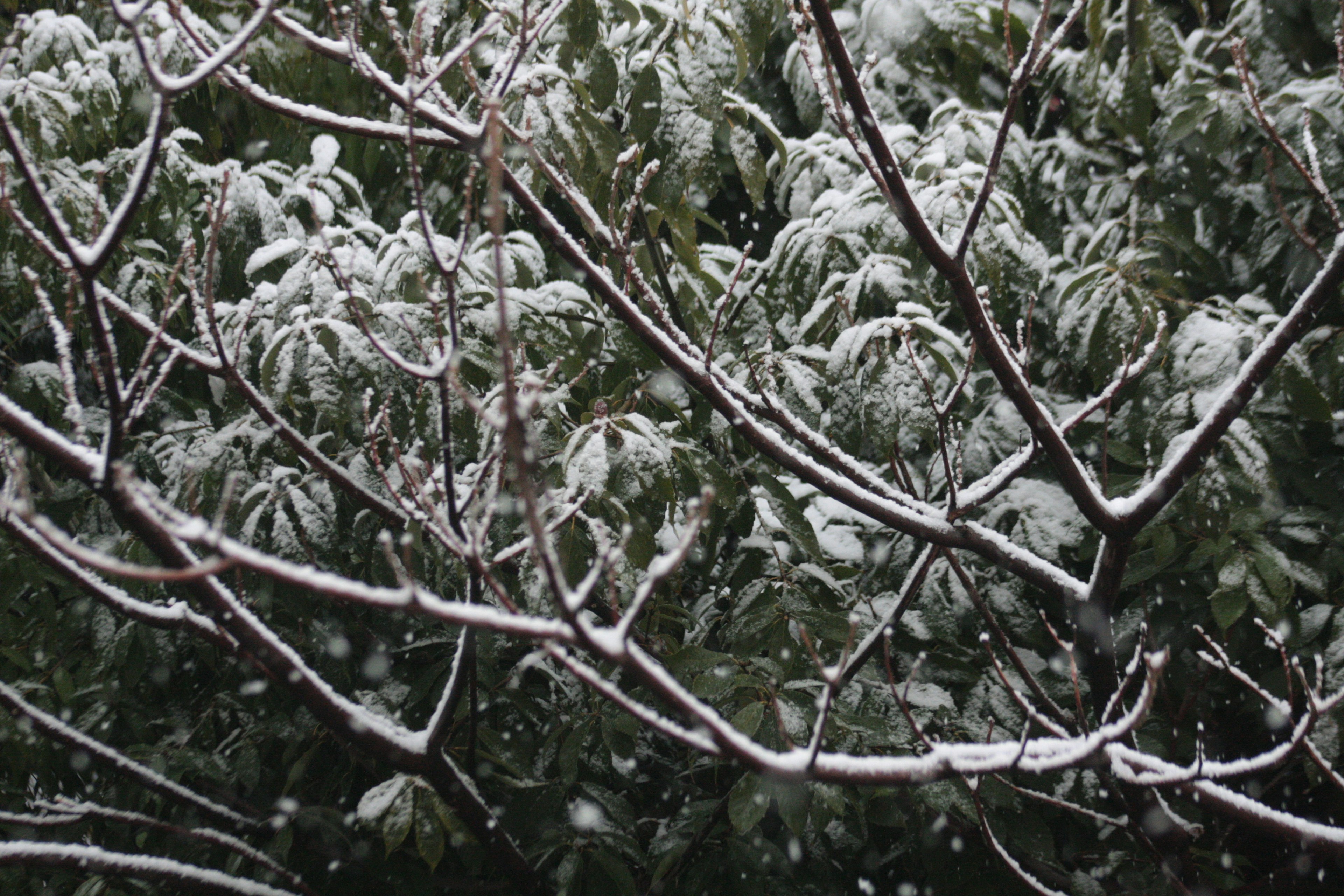 Nahaufnahme von schneebedeckten Baumästen und Blättern