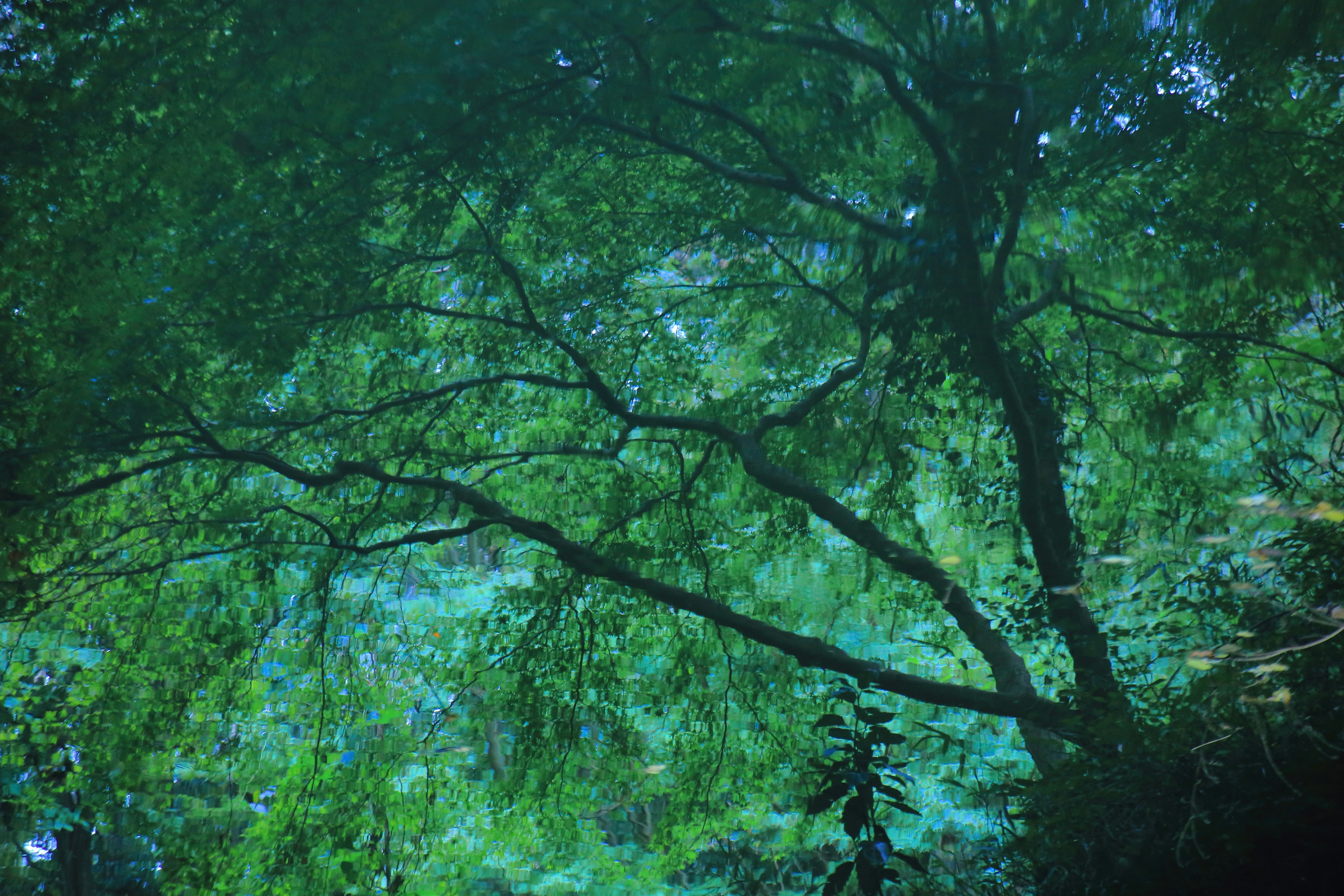 Alberi verdi lussureggianti in un paesaggio forestale sereno