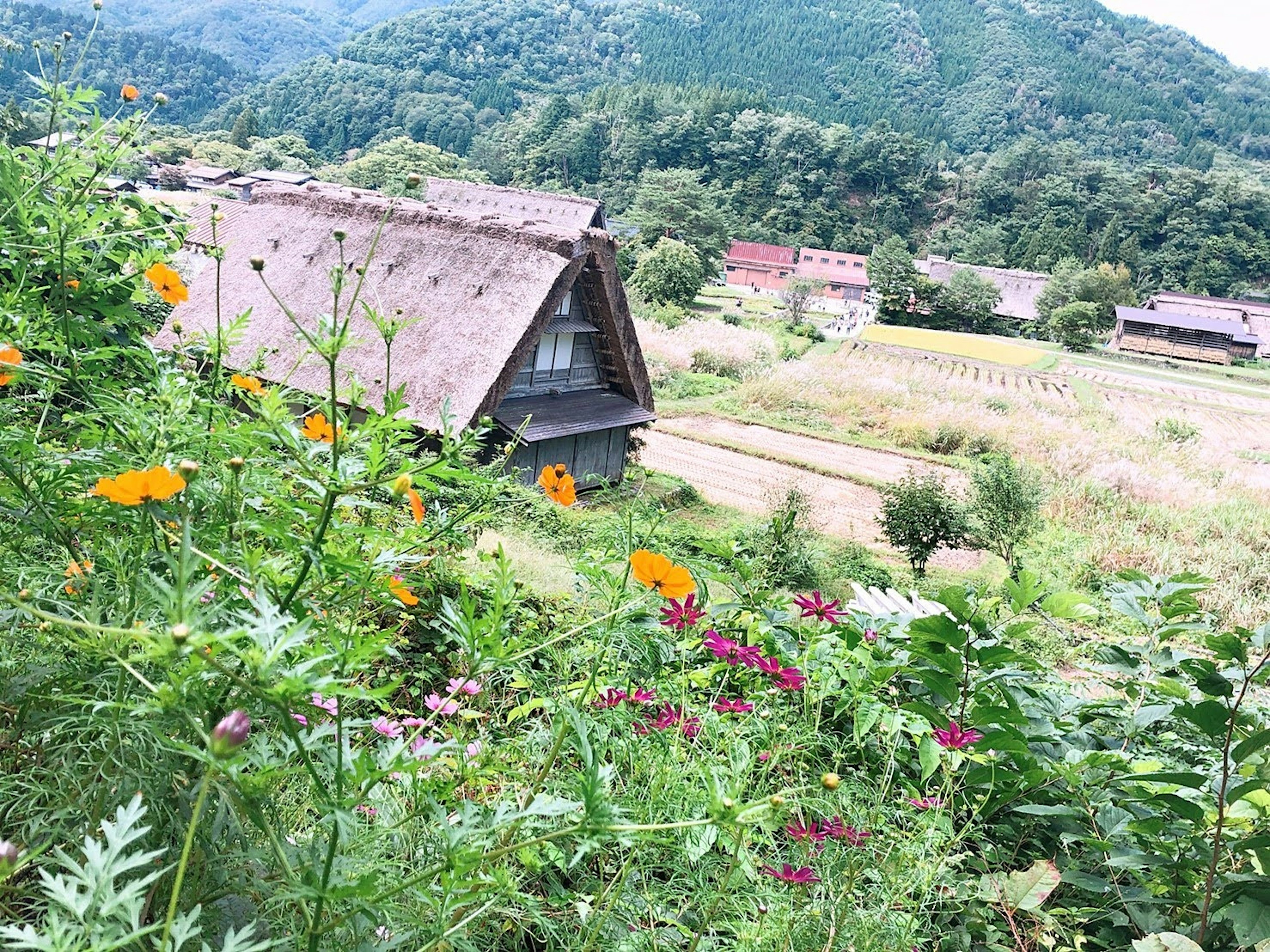 Traditional Japanese farmhouse surrounded by vibrant flowers and mountains