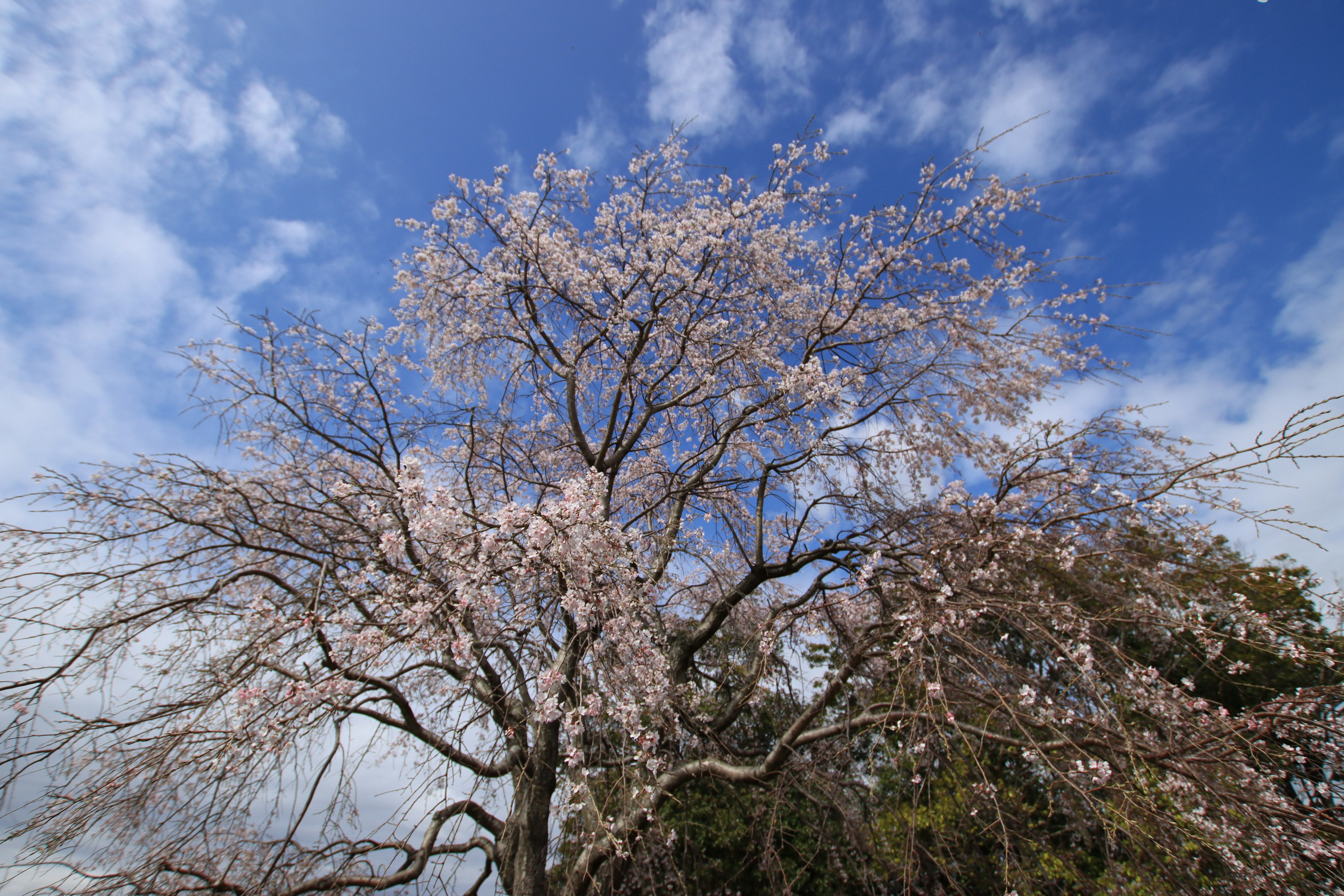 A beautiful view of a cherry blossom tree under blue skies